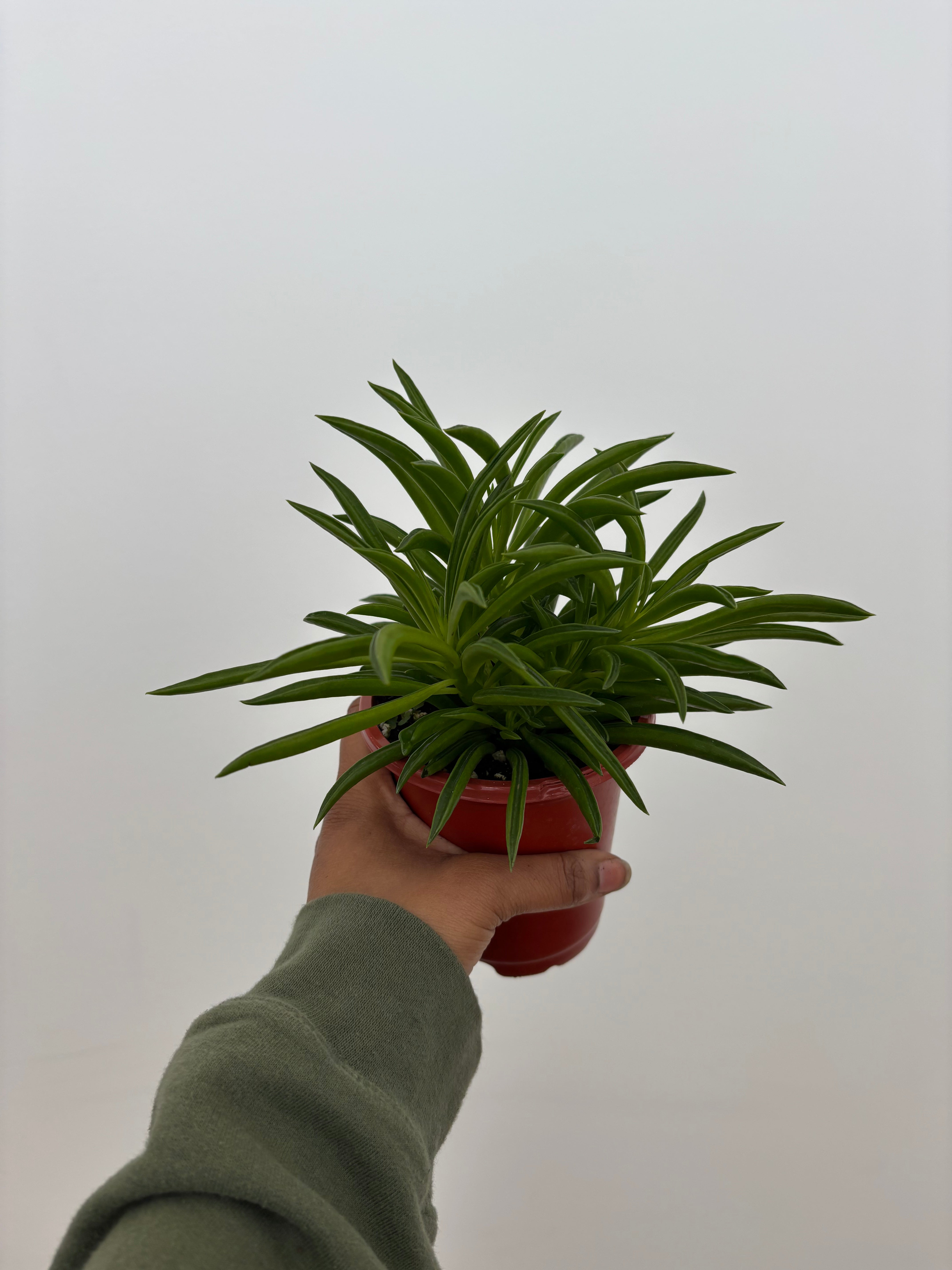 Peperomia Ferreyrae, Pincushion Peperomia