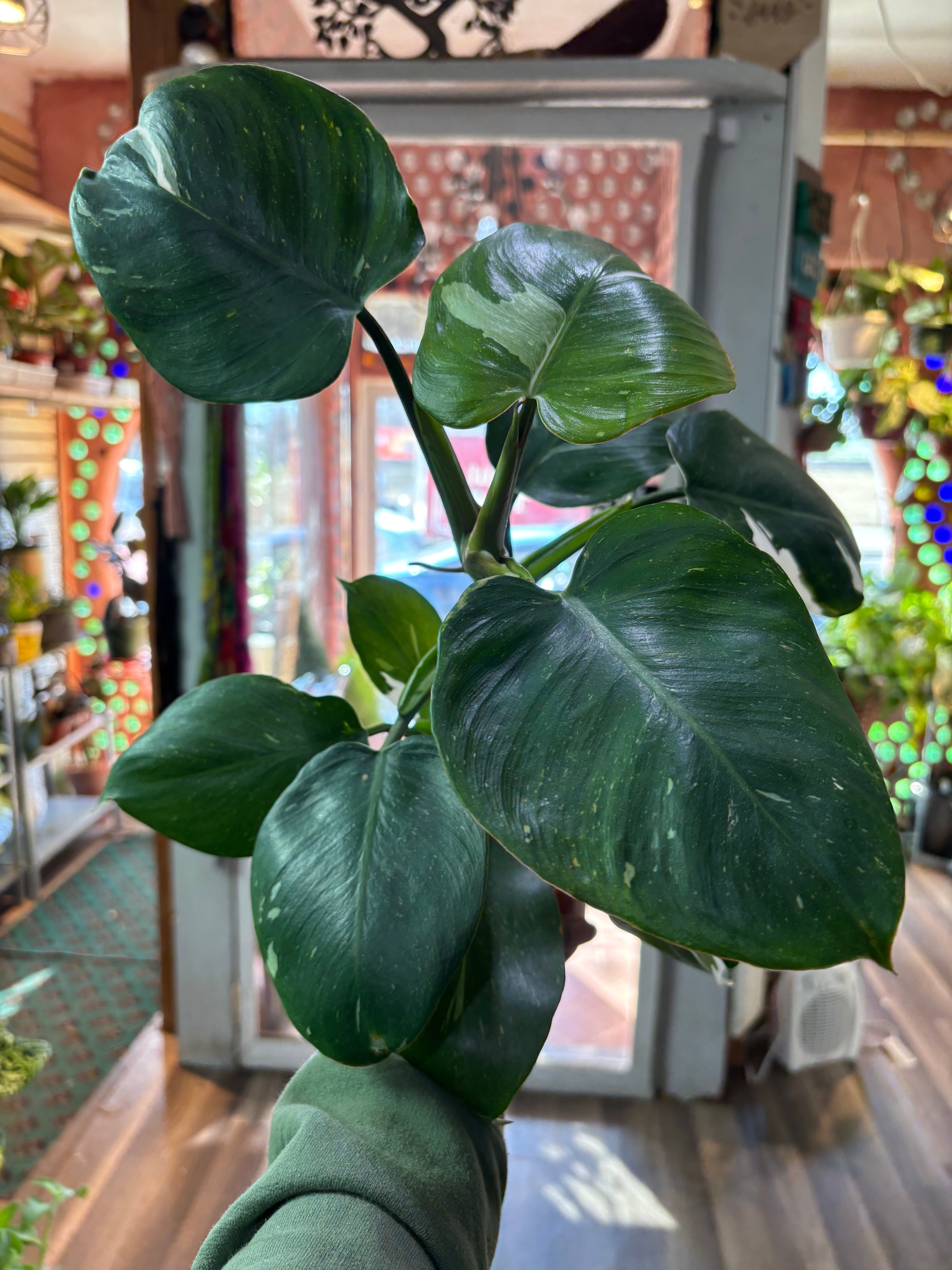 Philodendron White Princess