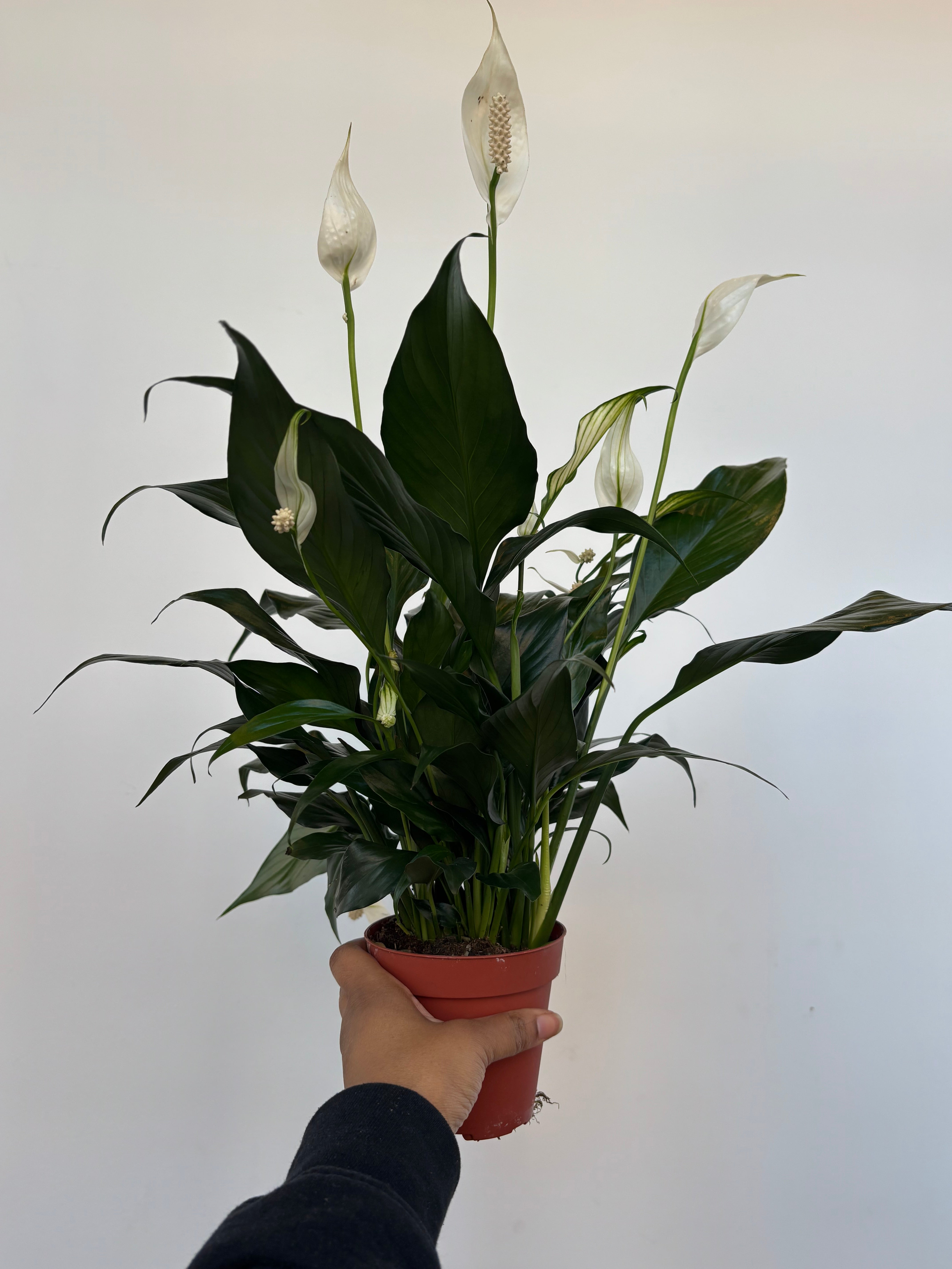 Peace Lily Spathiphyllum