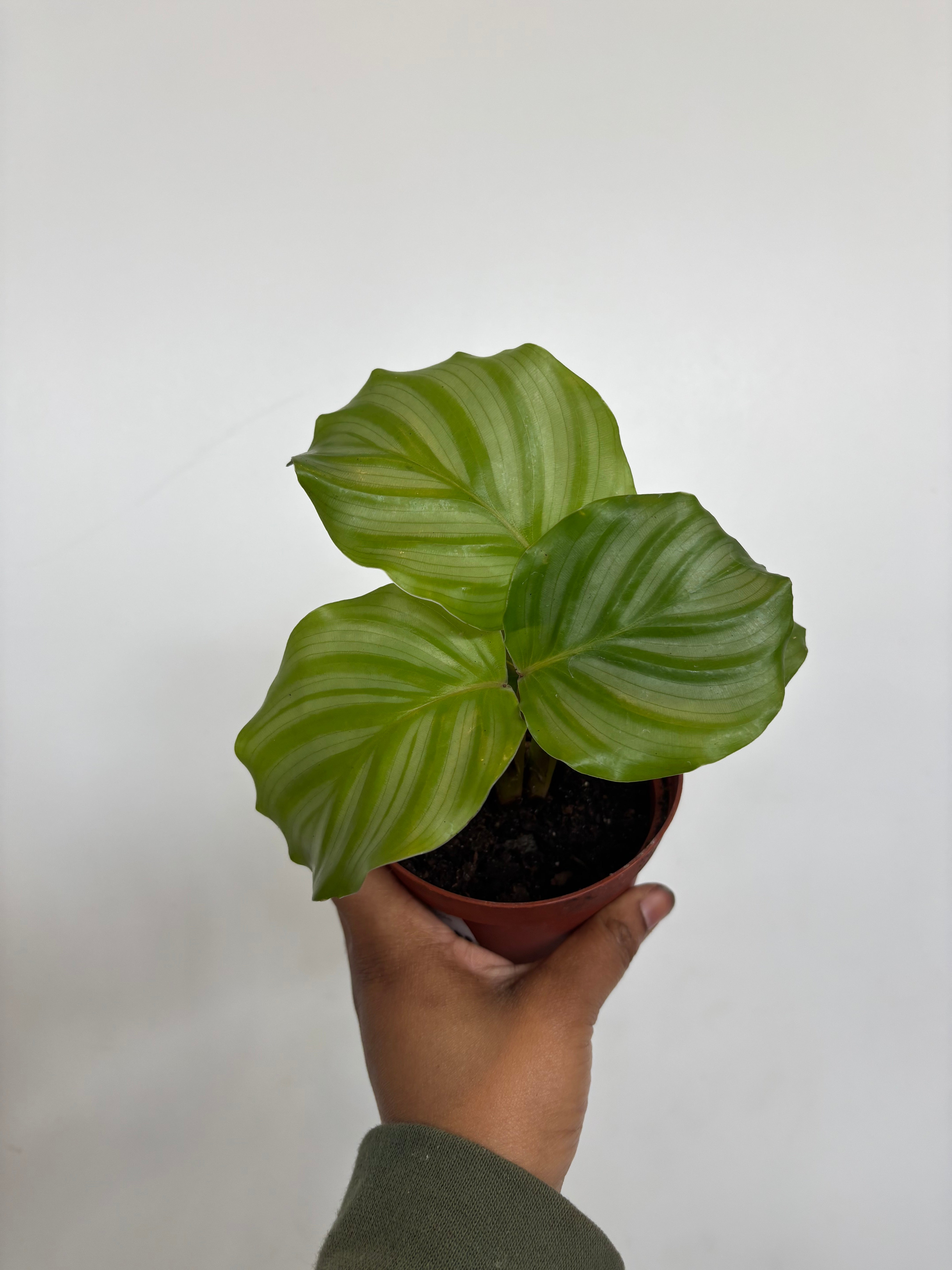 Calathea Orbifolia