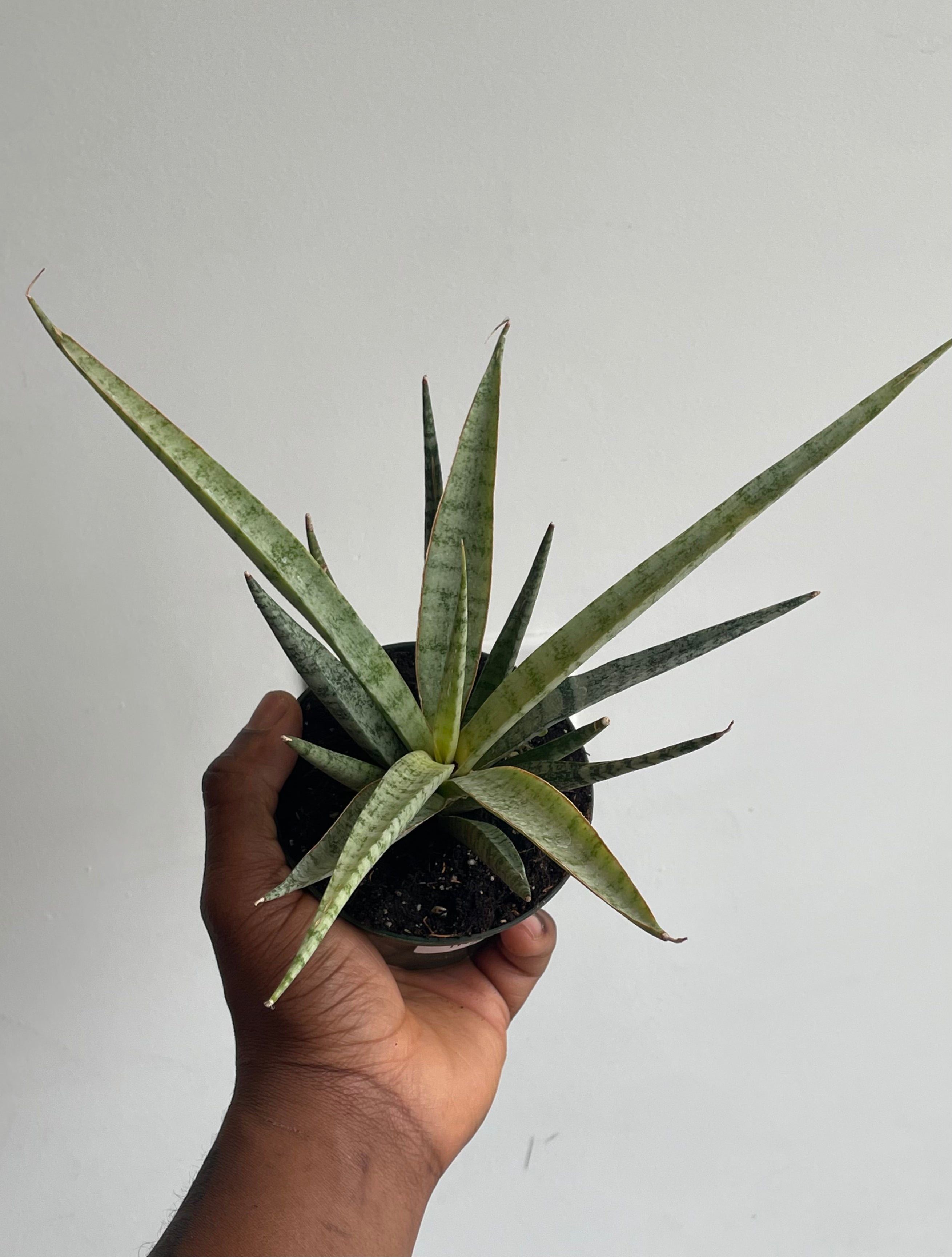 Sansevieria icicle