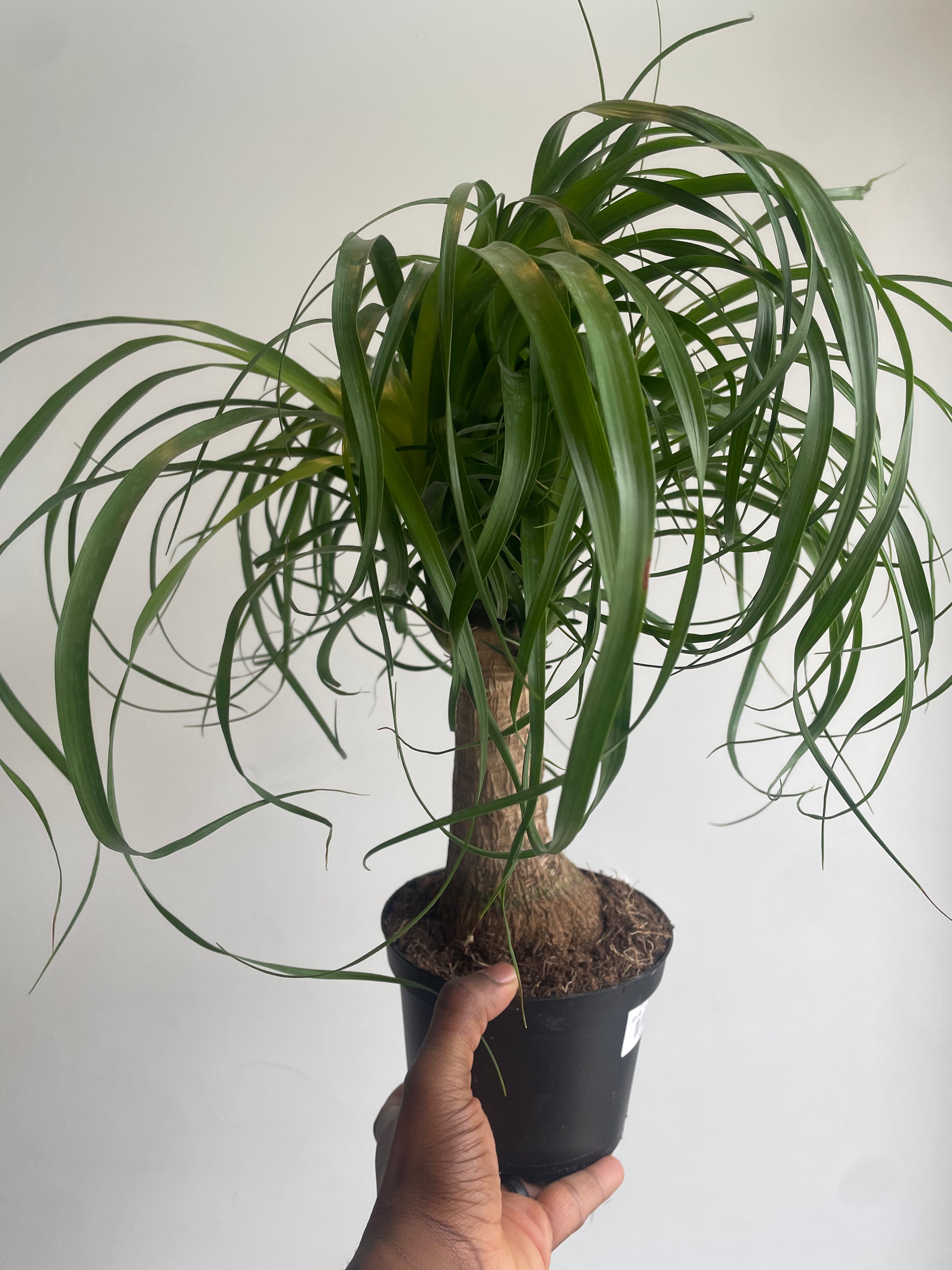 Ponytail Palm
