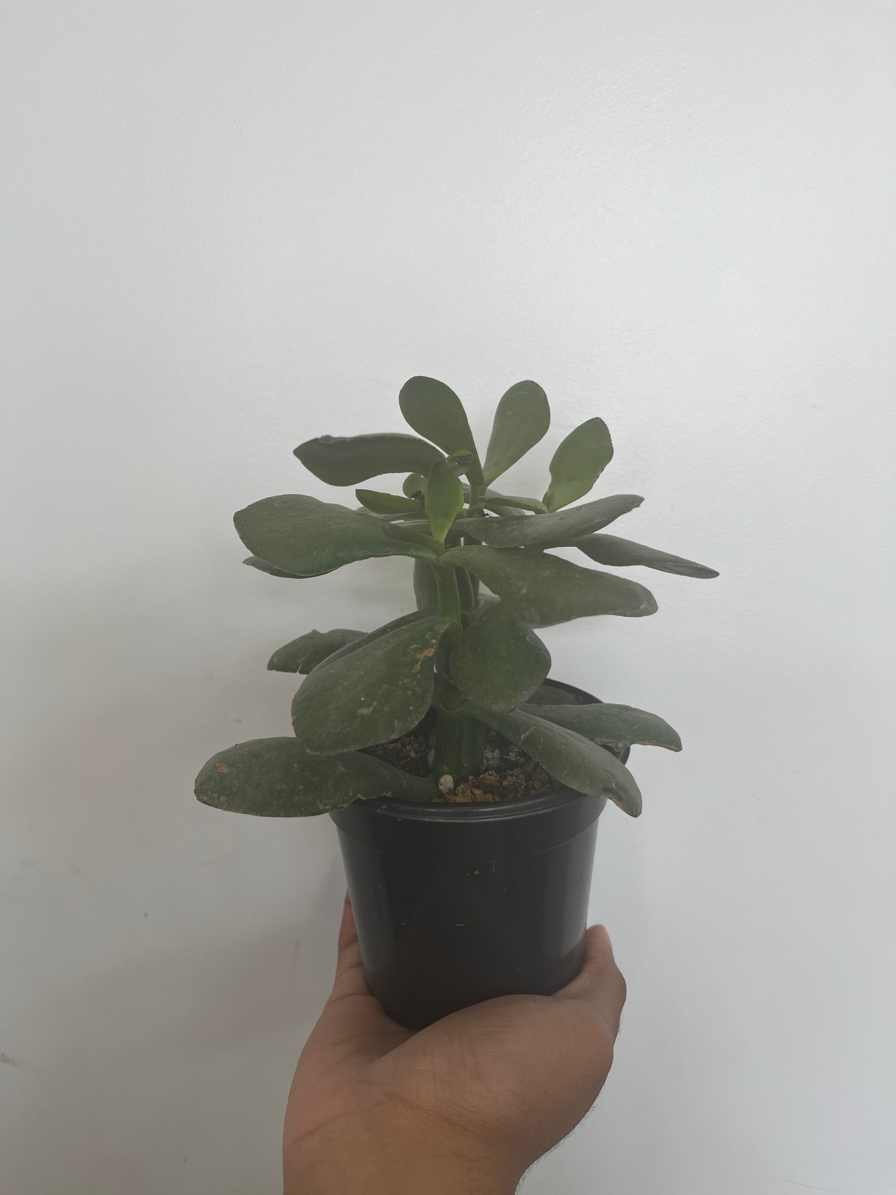Crassula Arborrescens