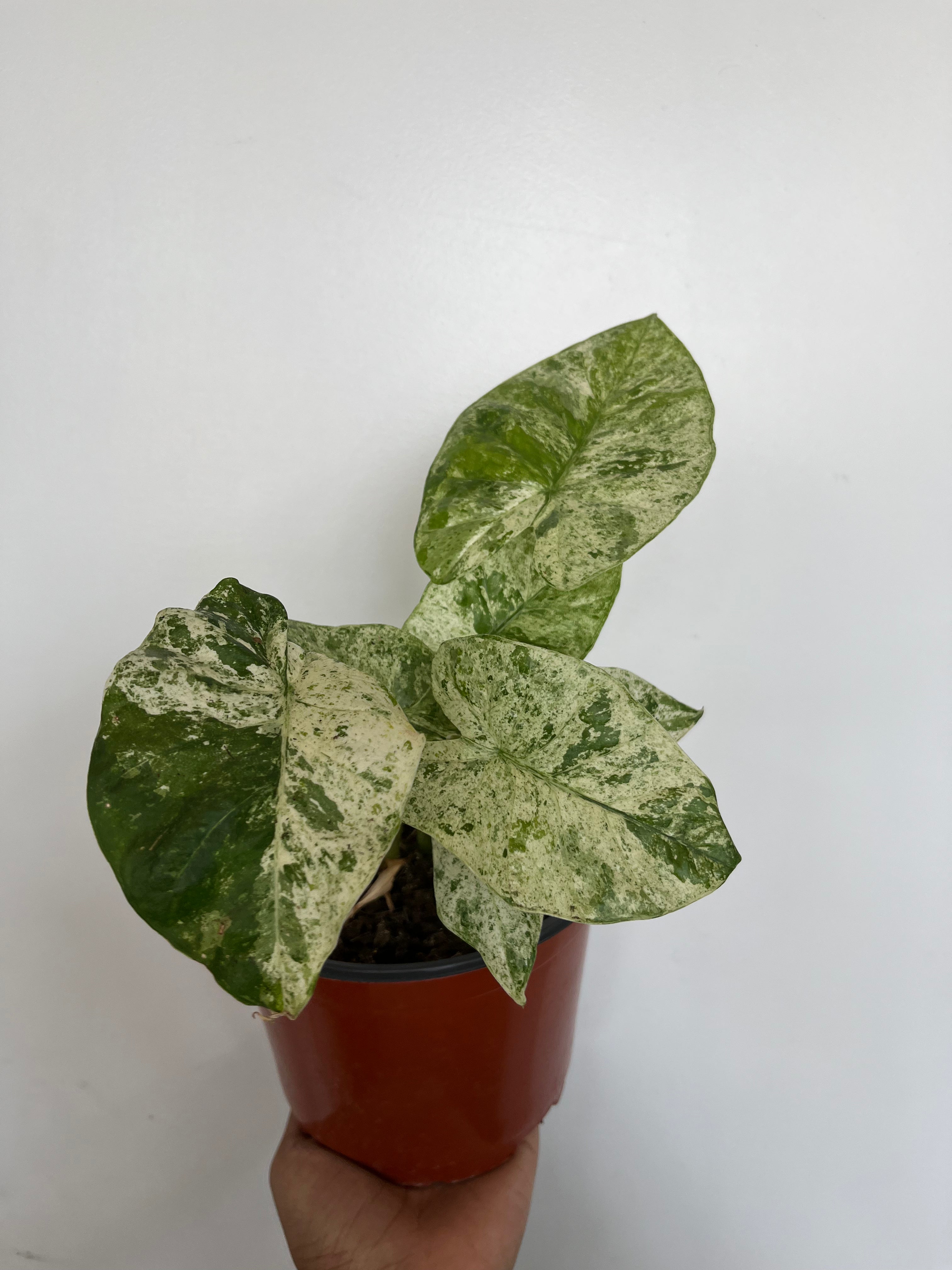 Alocasia Portora