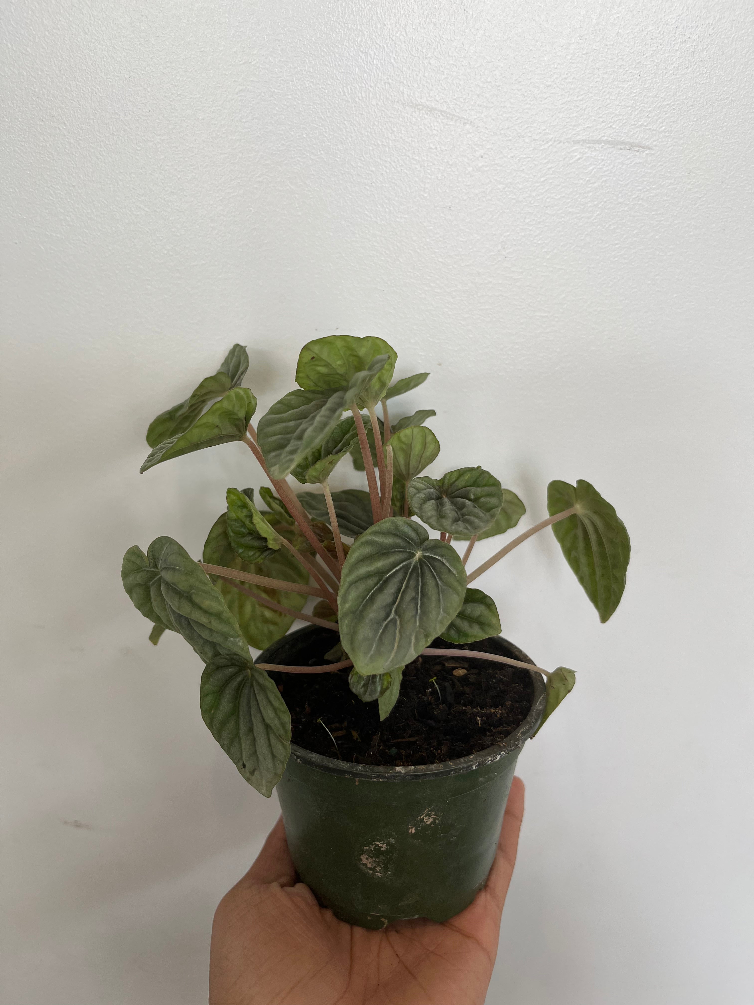 Peperomia Caperata Quito