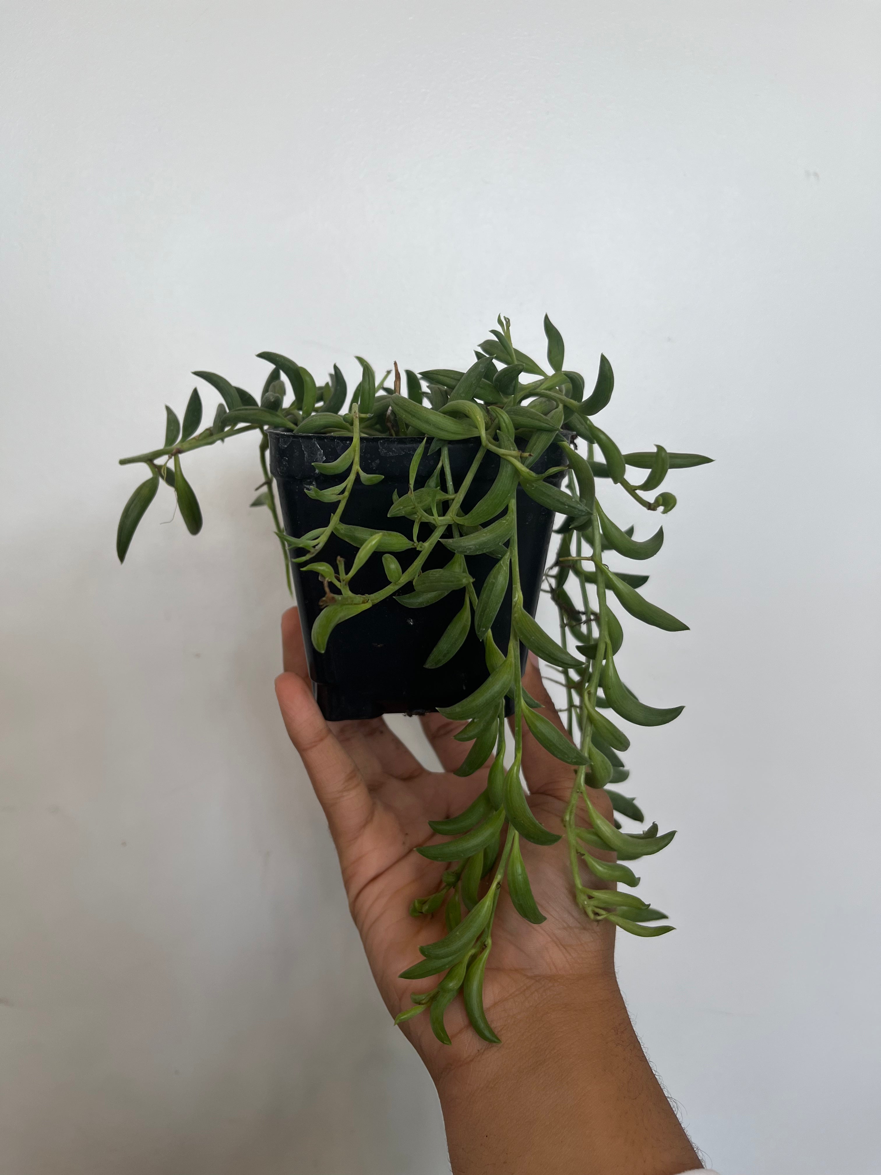 Peperomia Verticillata, Red Log Plant