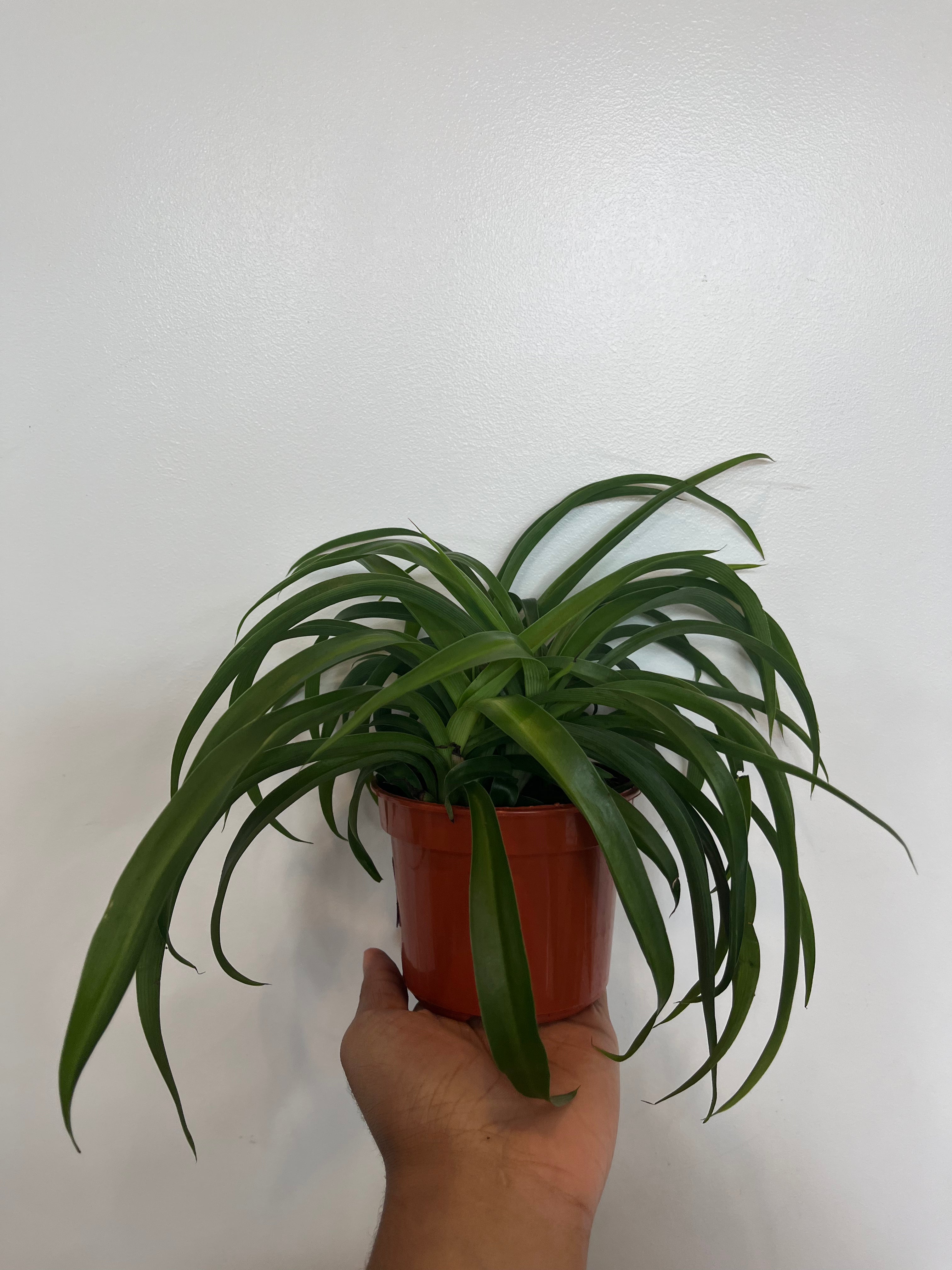 Green Spider Plant, Chlorophytum comosum