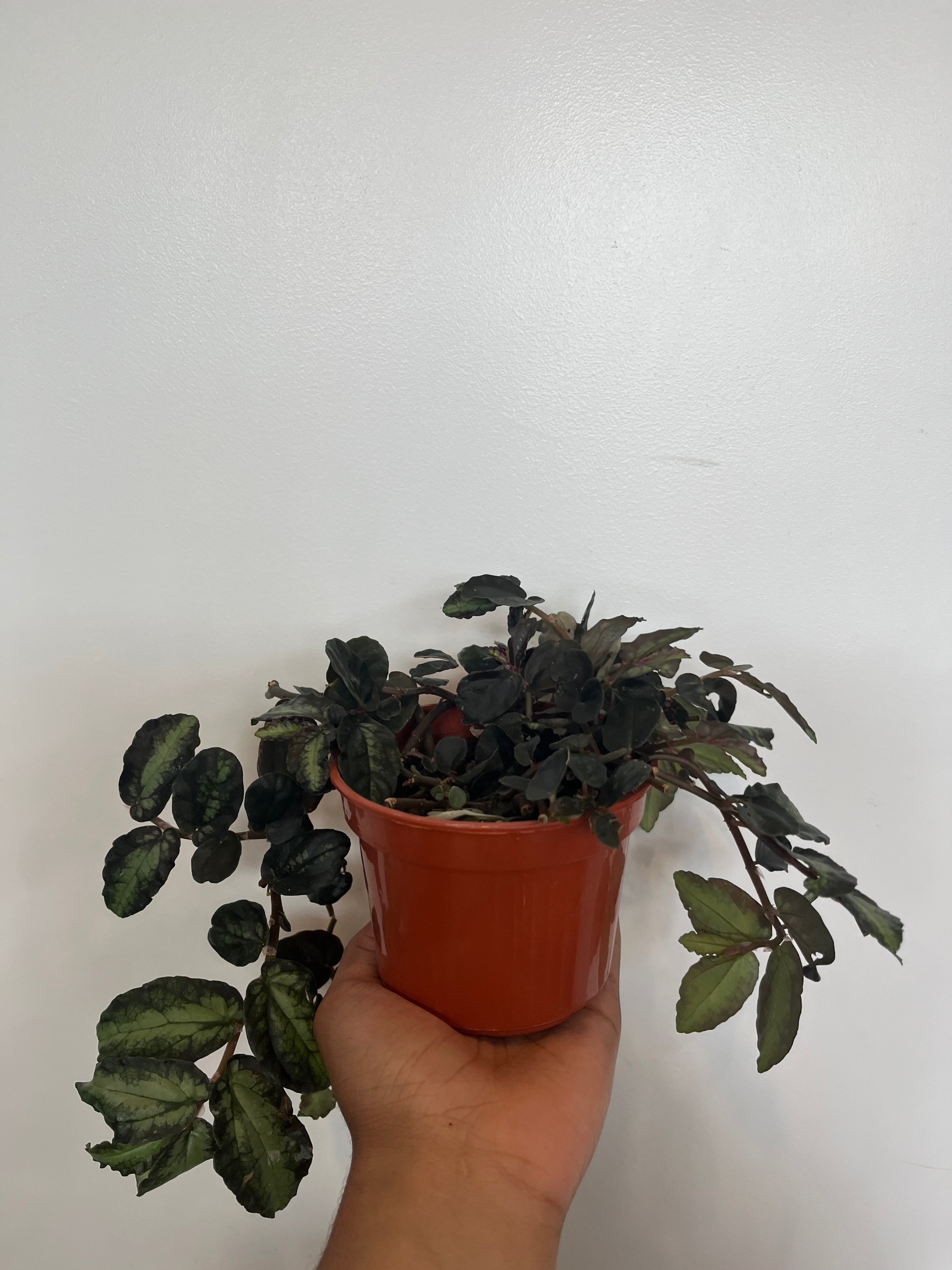 Pellionia Pulchra , Trailing Watermelon Vine