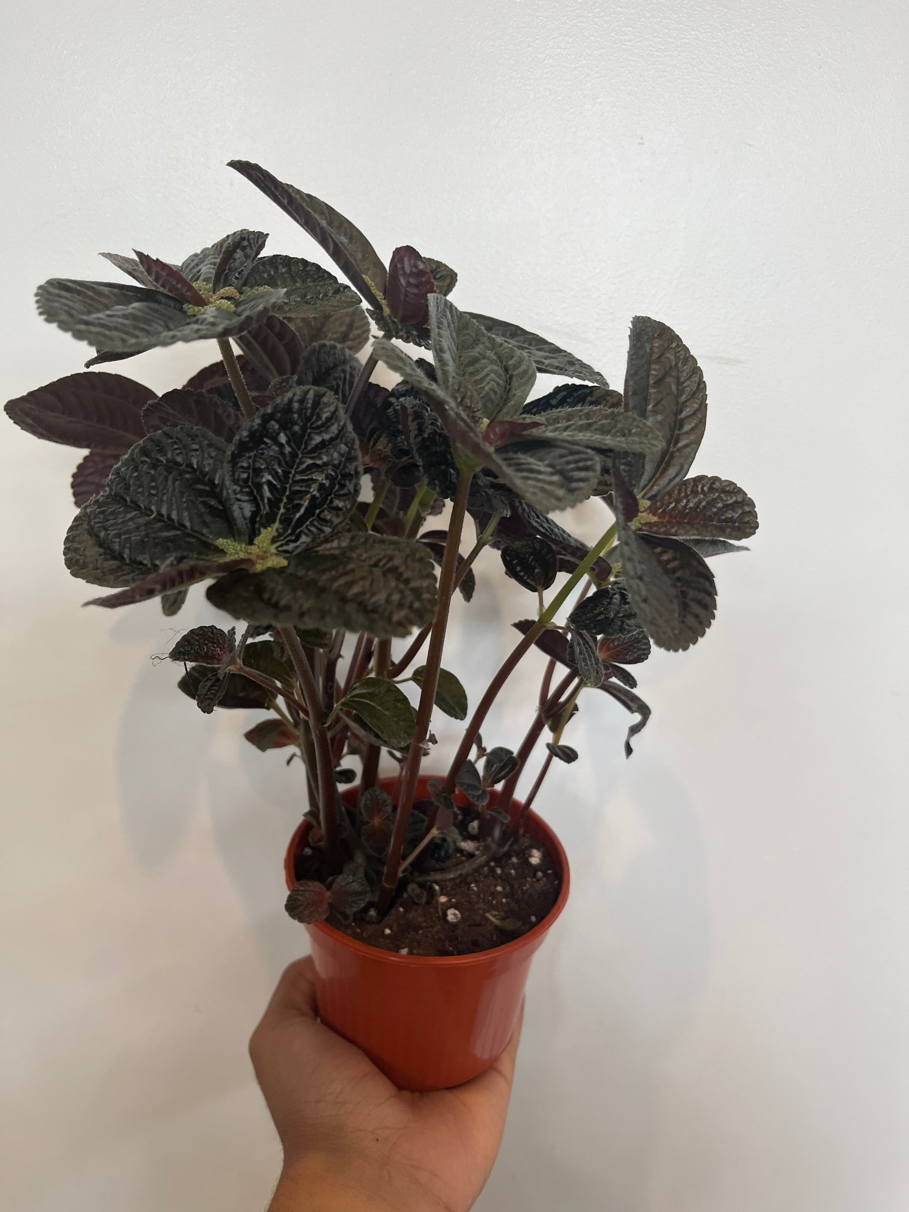 Pilea depressa chocolate