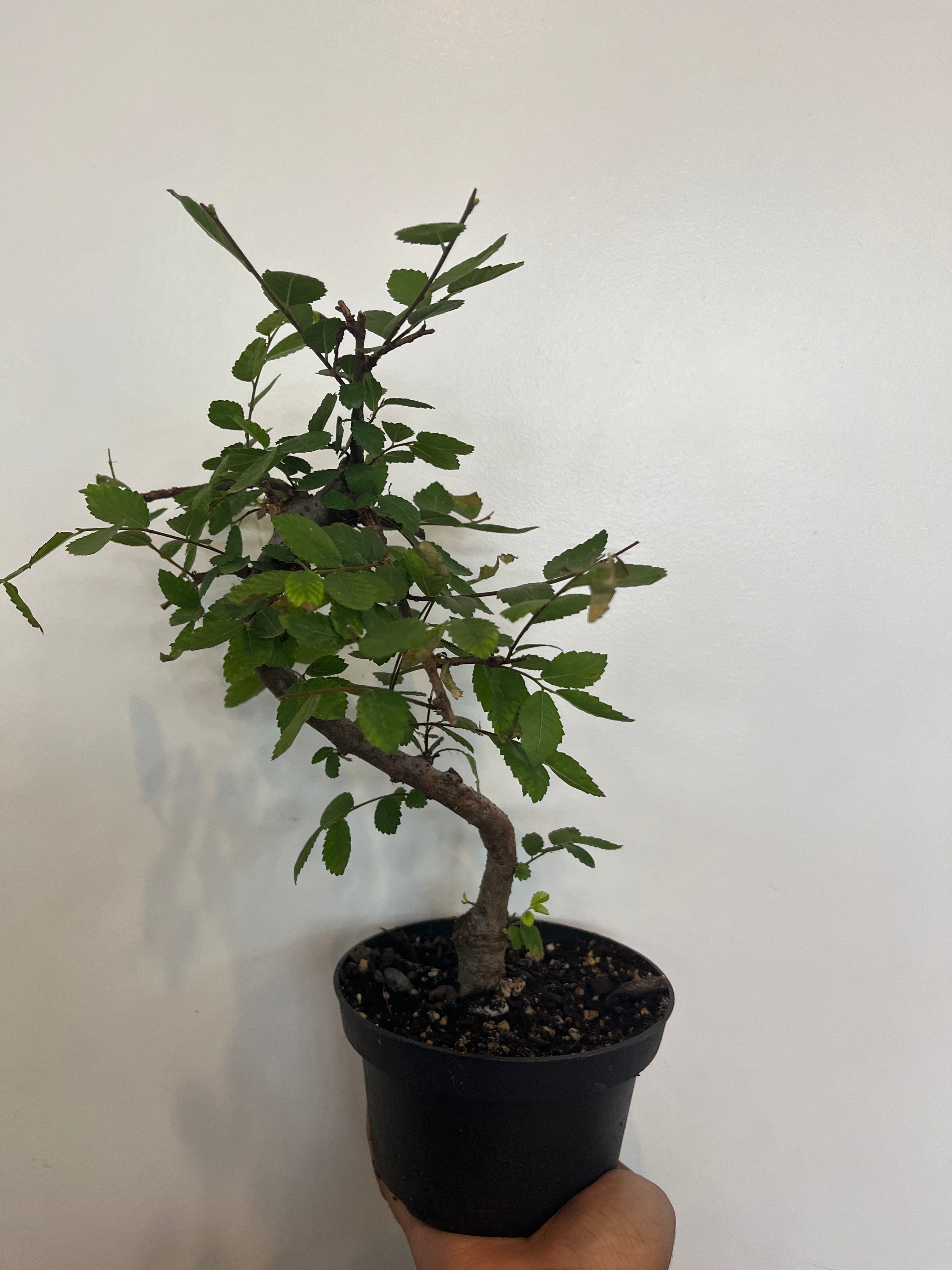 Chinese Elm Bonsai