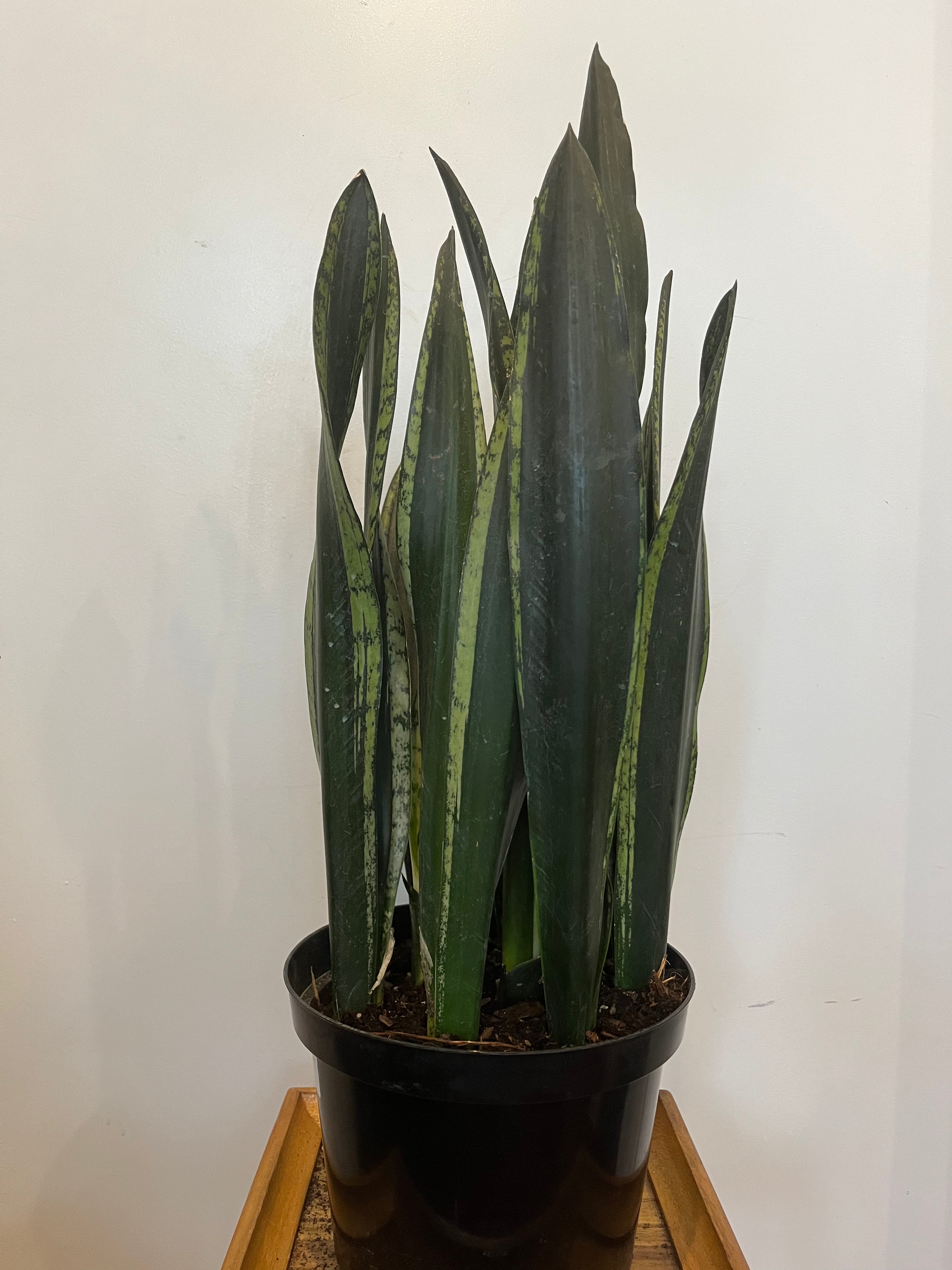 Sansevieria Silver Flame