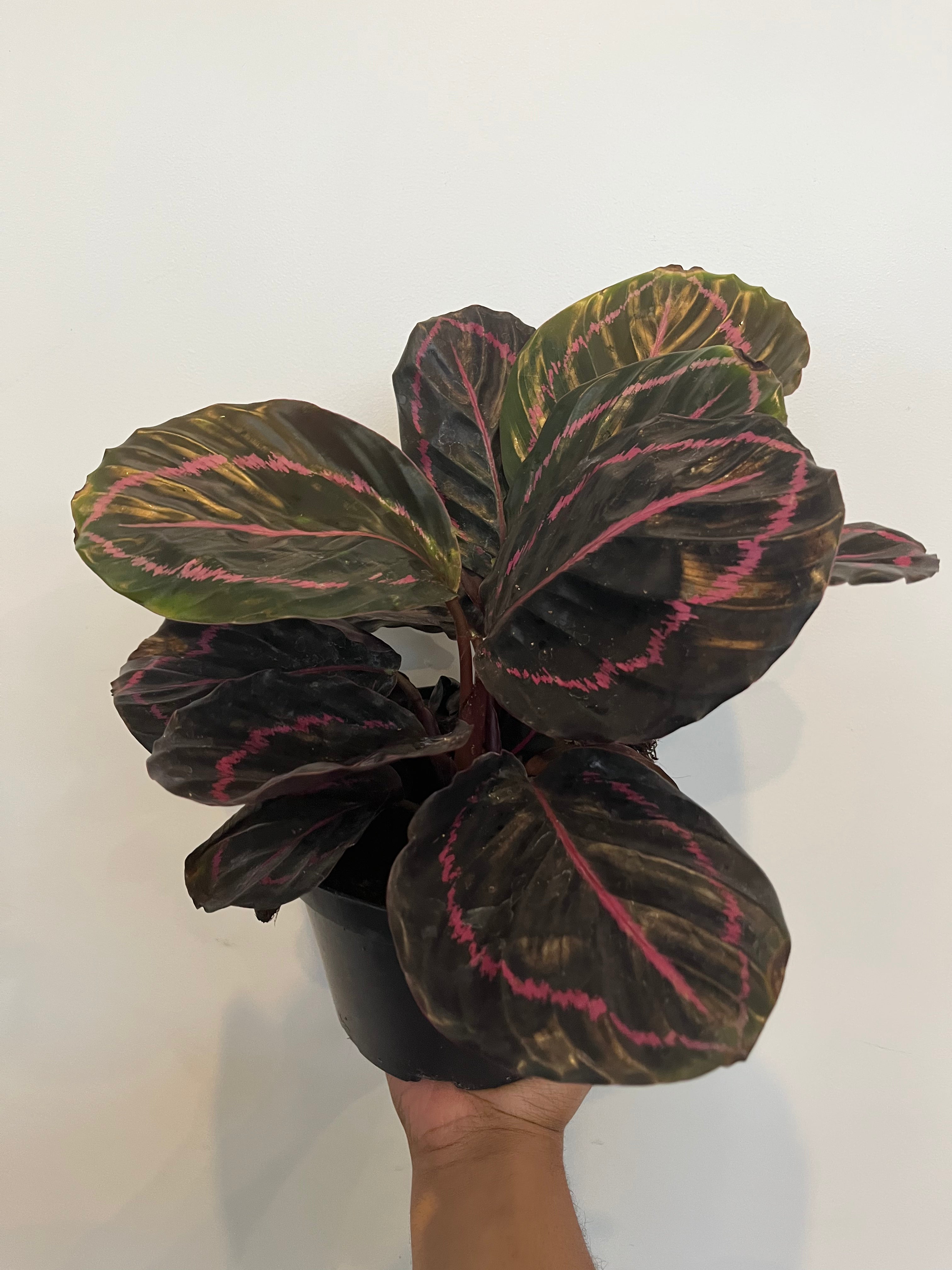 Calathea Dottie Roseopicta