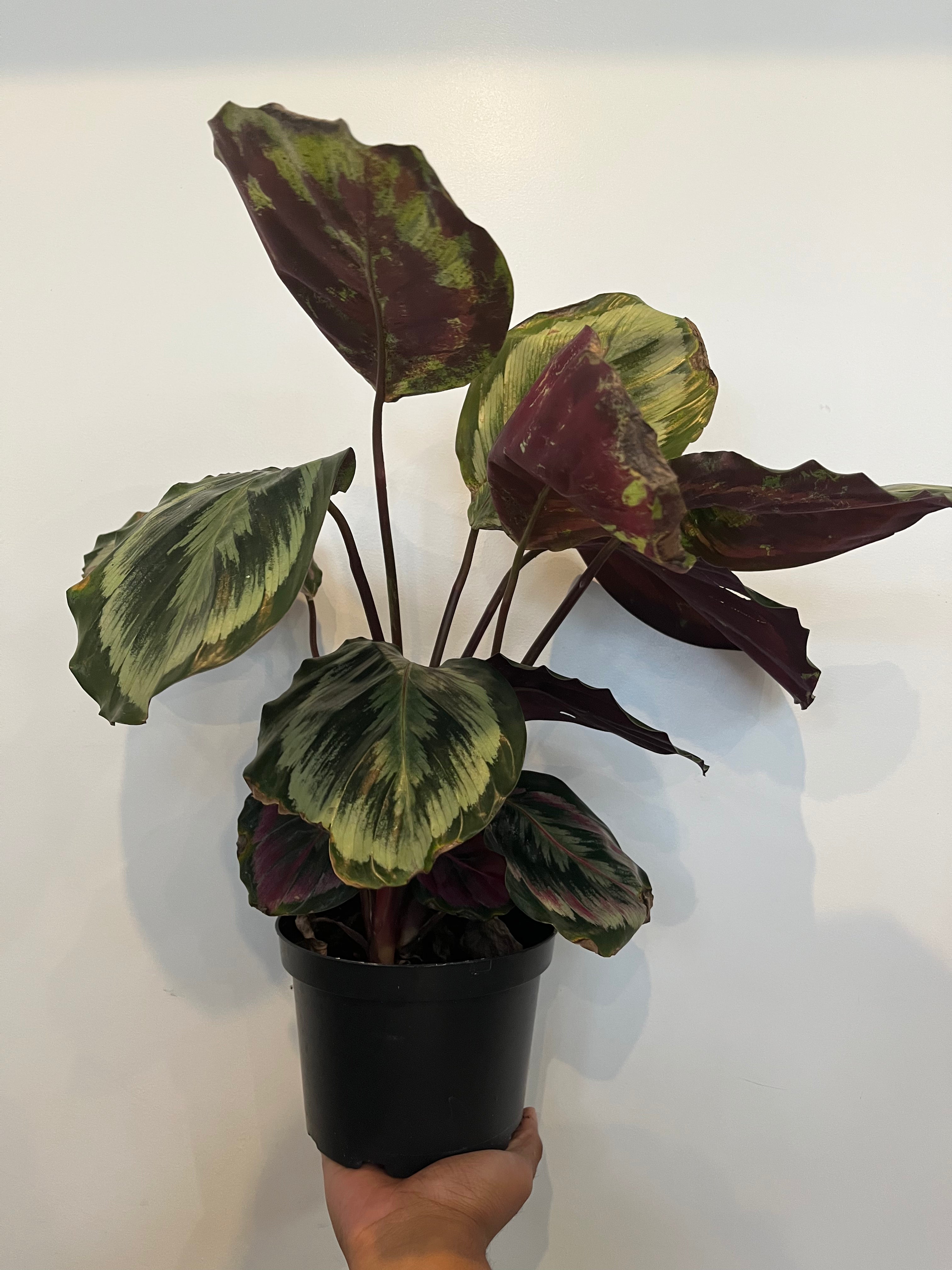 Calathea Mysty
