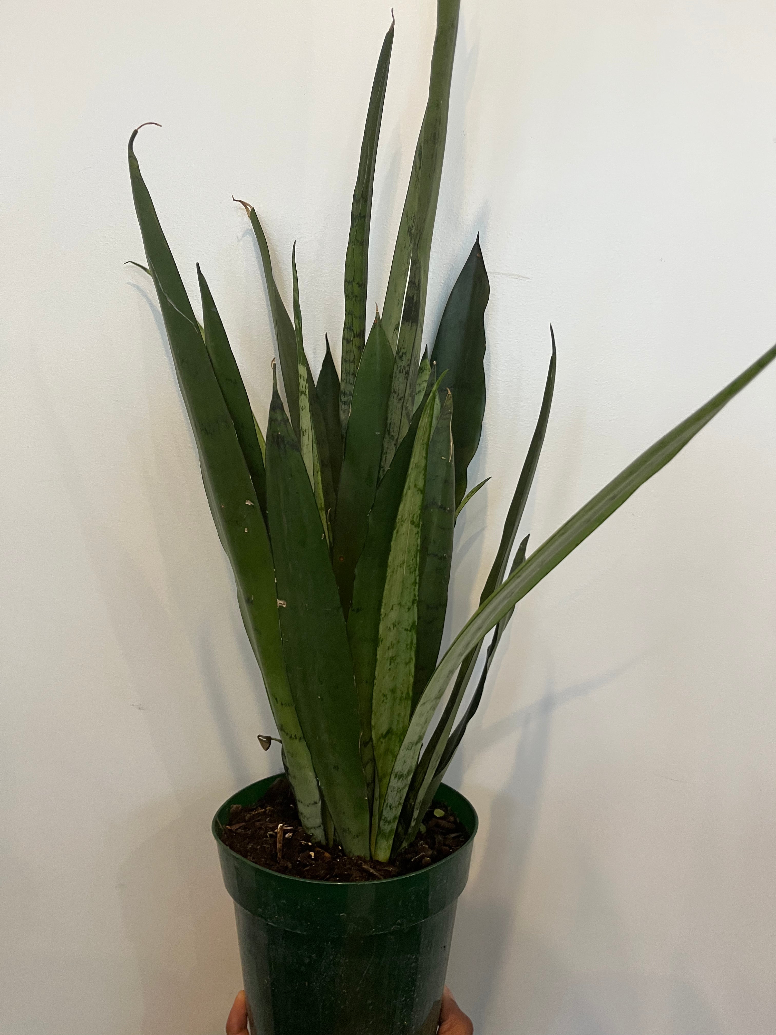 Sansevieria Spearmint