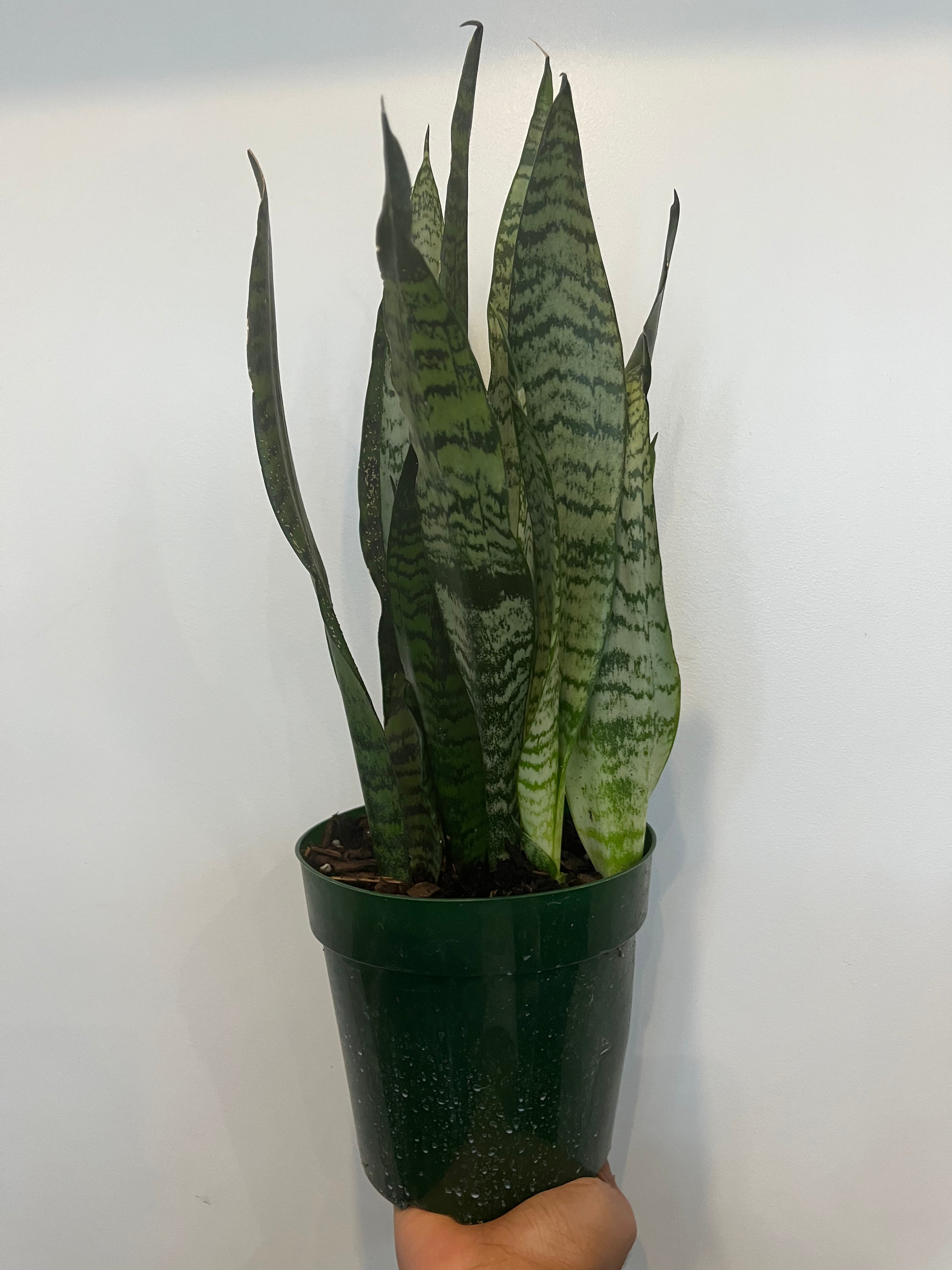 Sansevieria Peppermint
