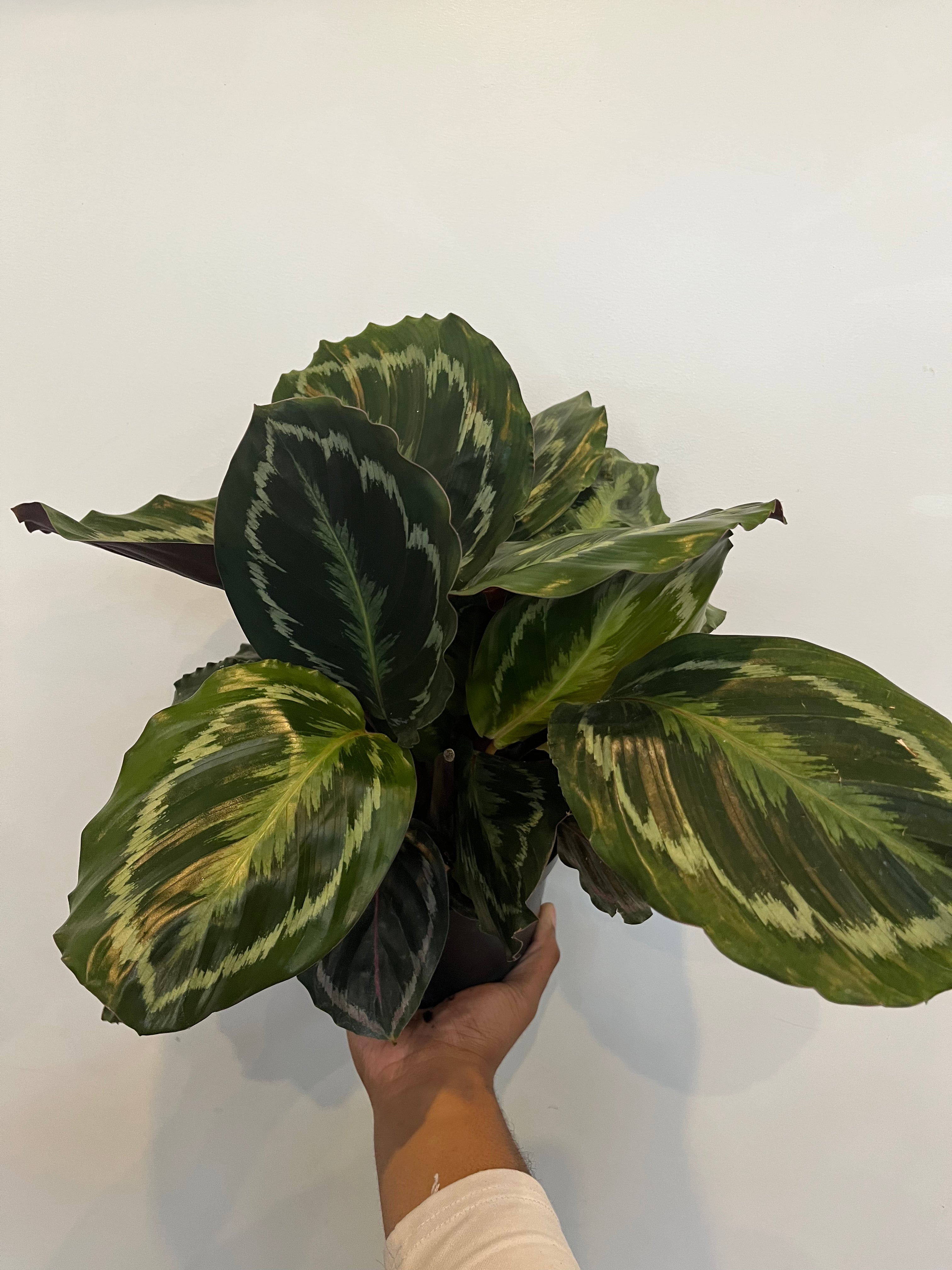 Calathea Rosepicta Medallion