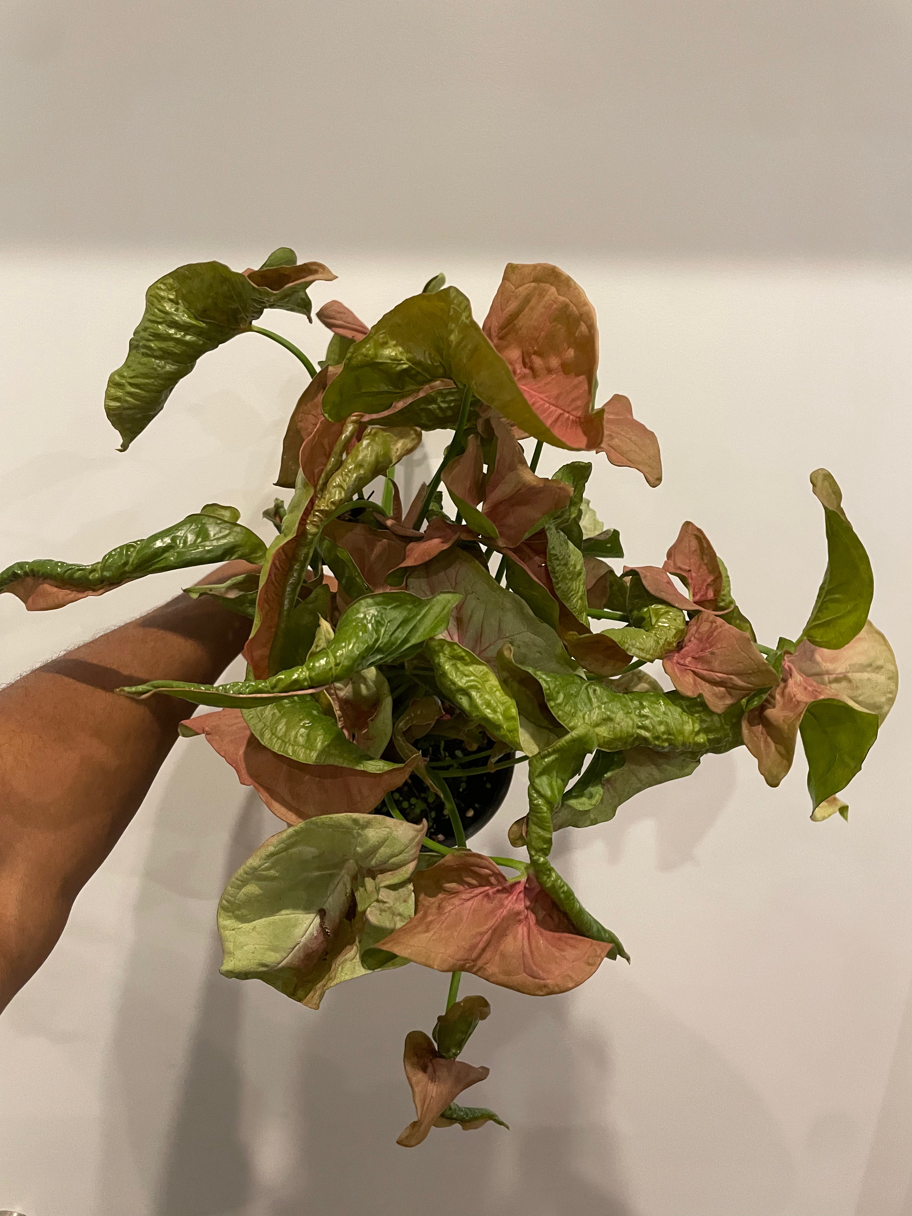 Syngonium Singo Lava