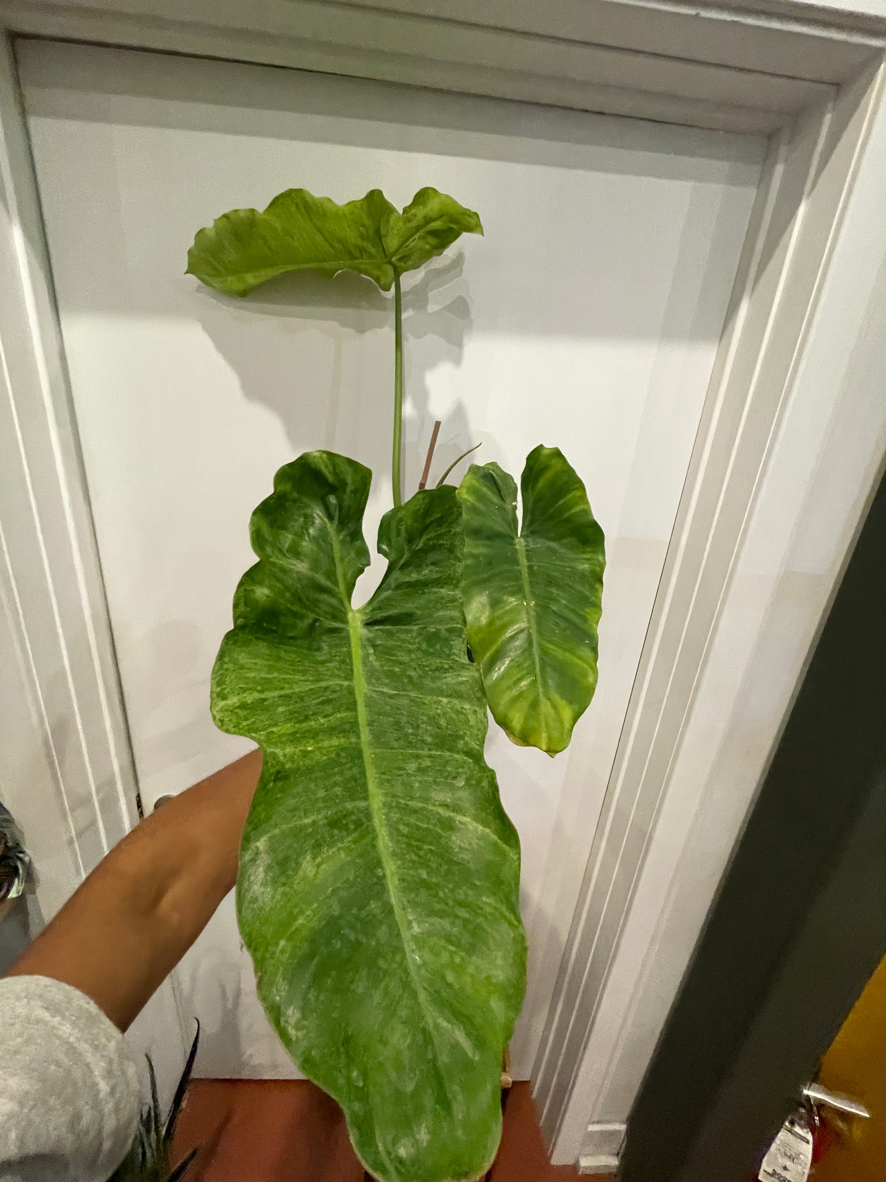 Philodendron Paraiso Verde