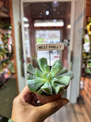 Philly Plant Sticks