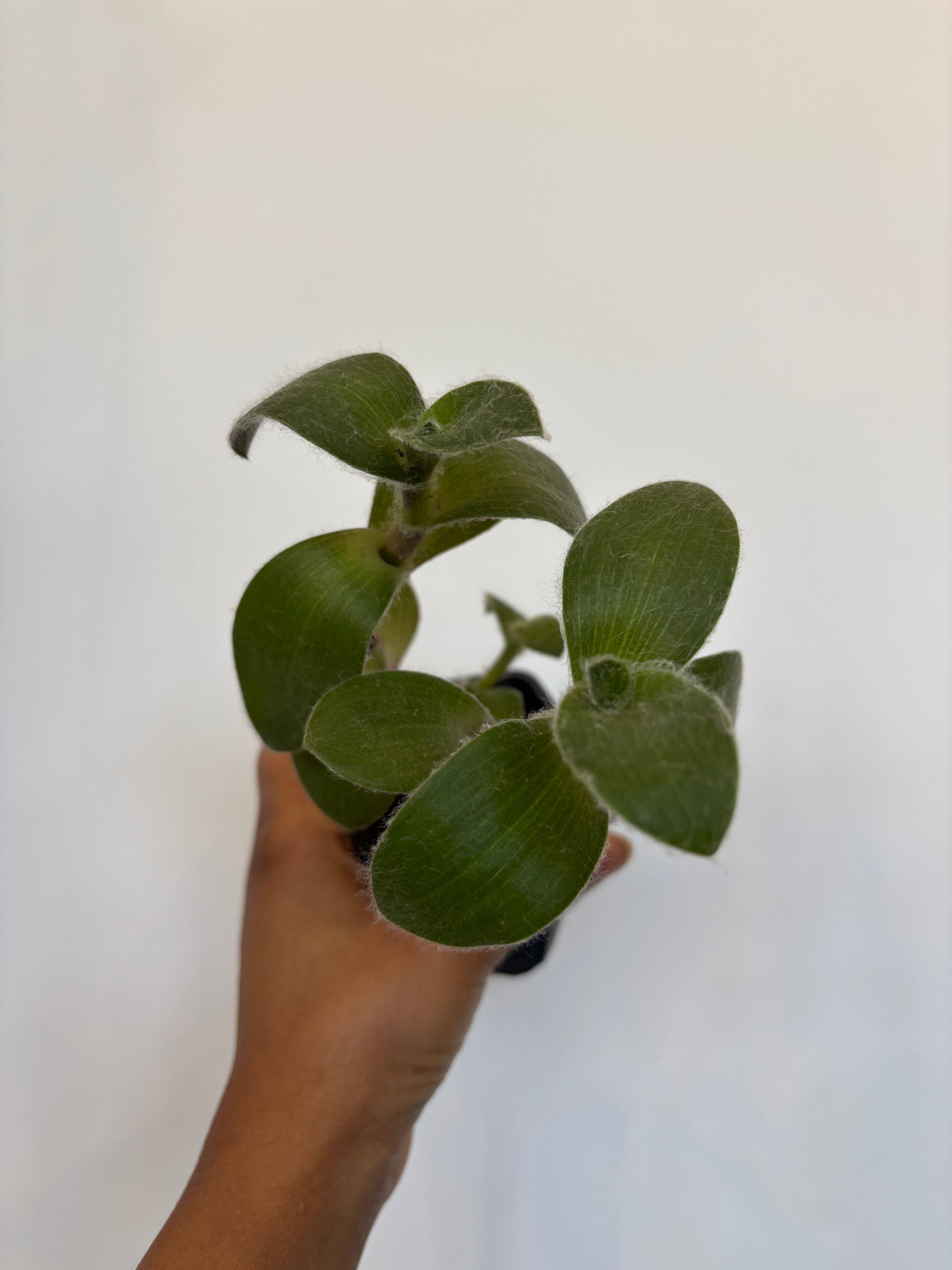 Tradescantia sillamontana white velvet