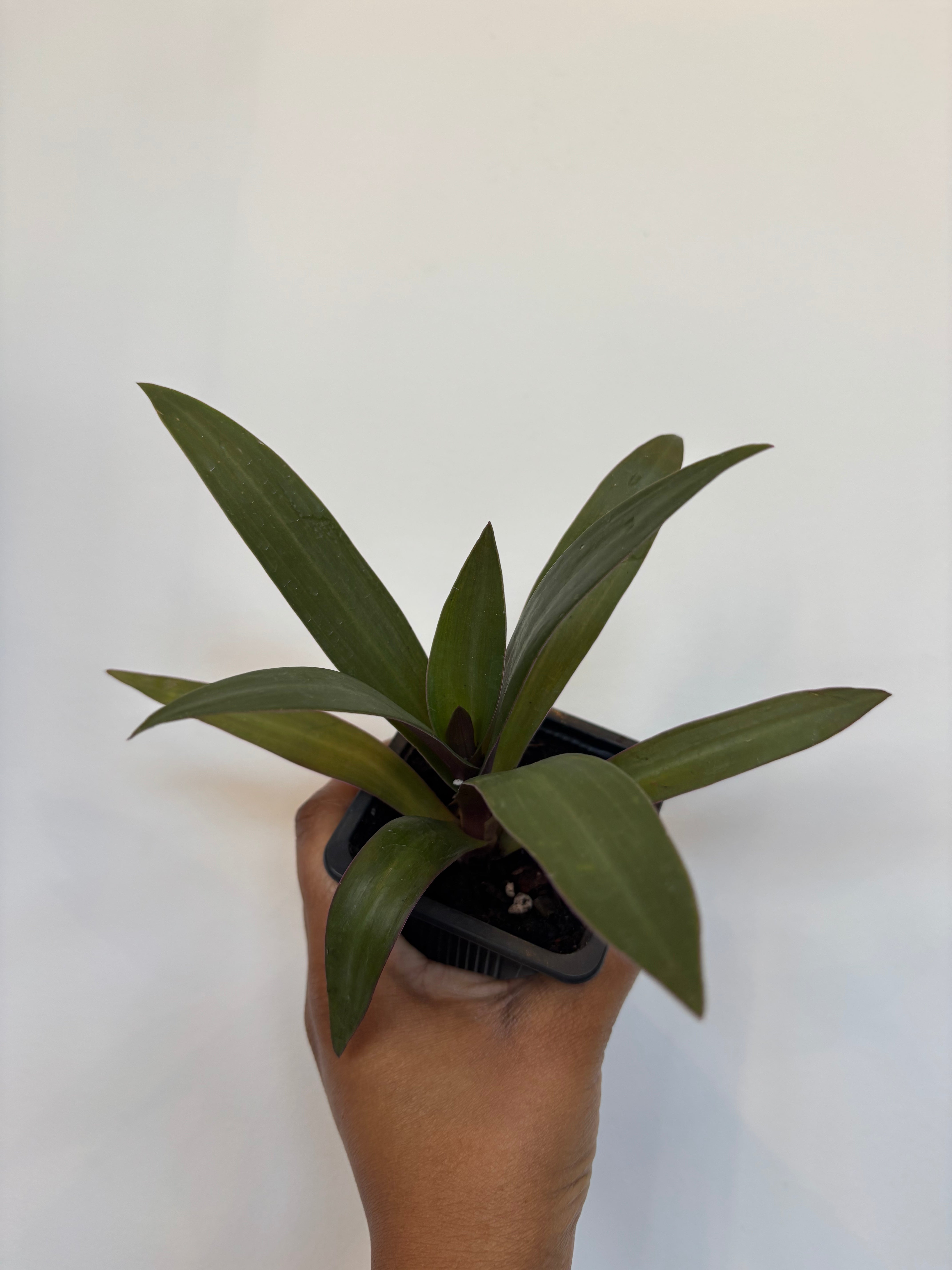 Tradescantia Spathaea, Moses in the Cradle