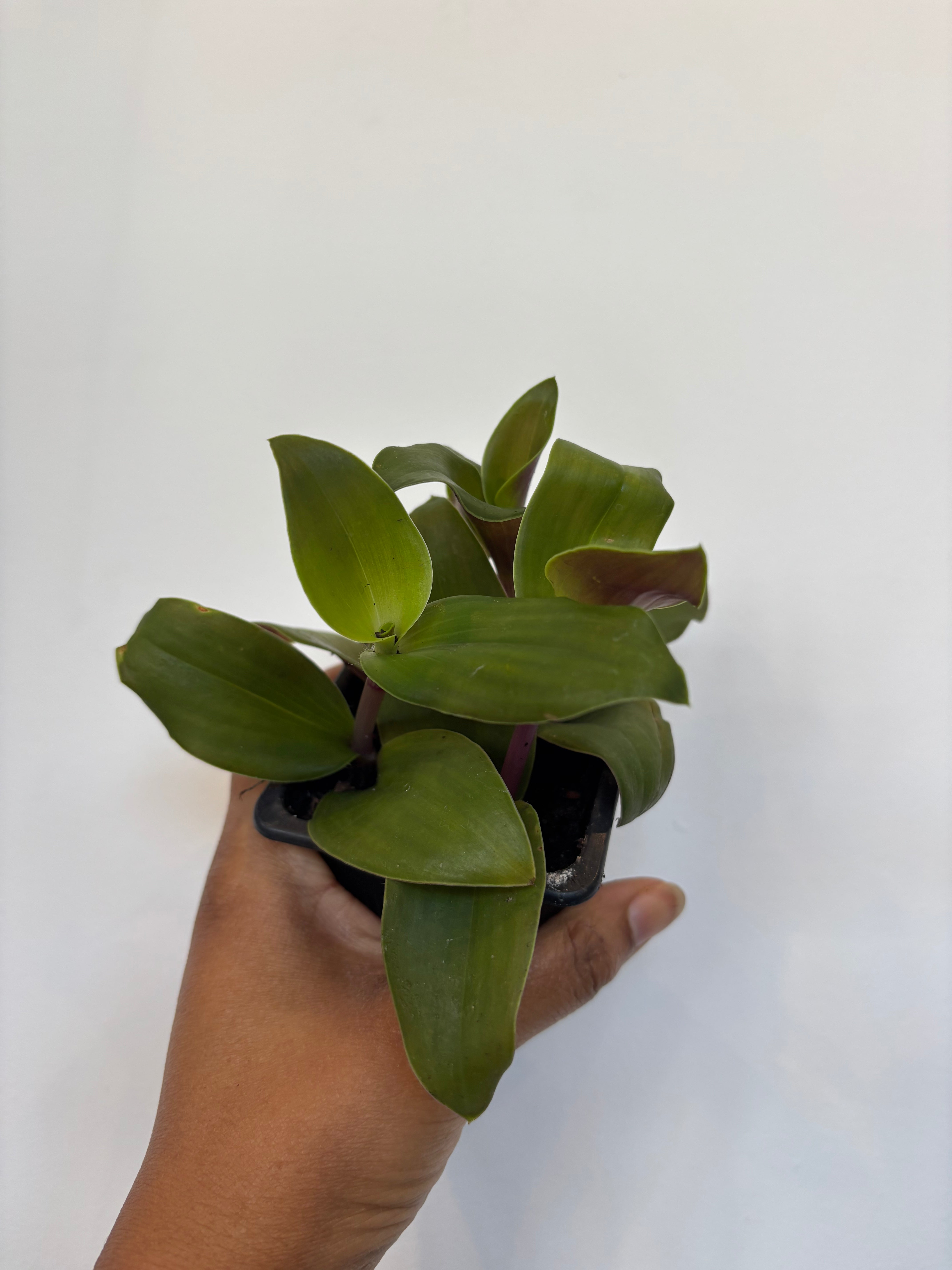 Tradescantia Fluminensis