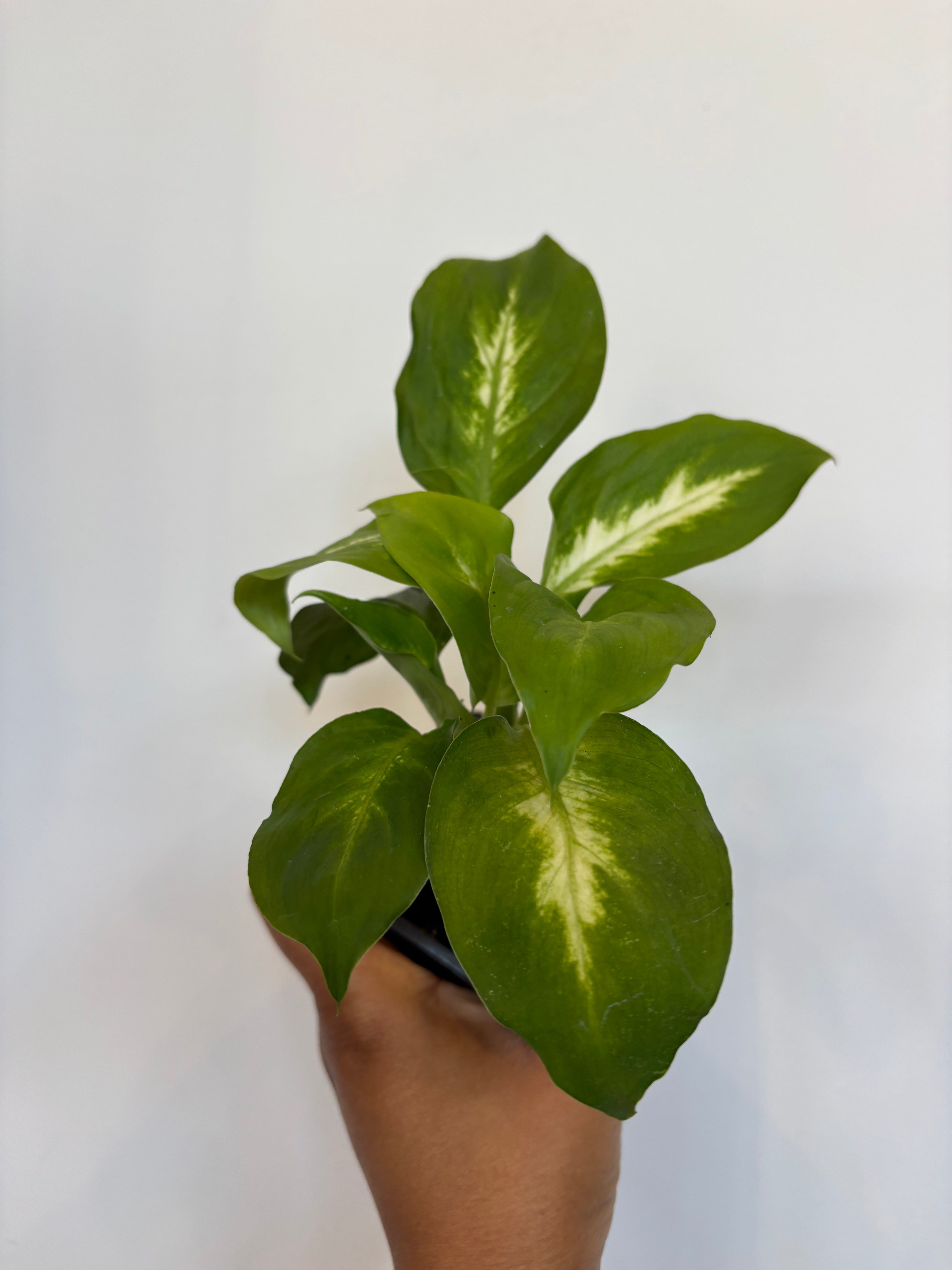 Dieffenbachia