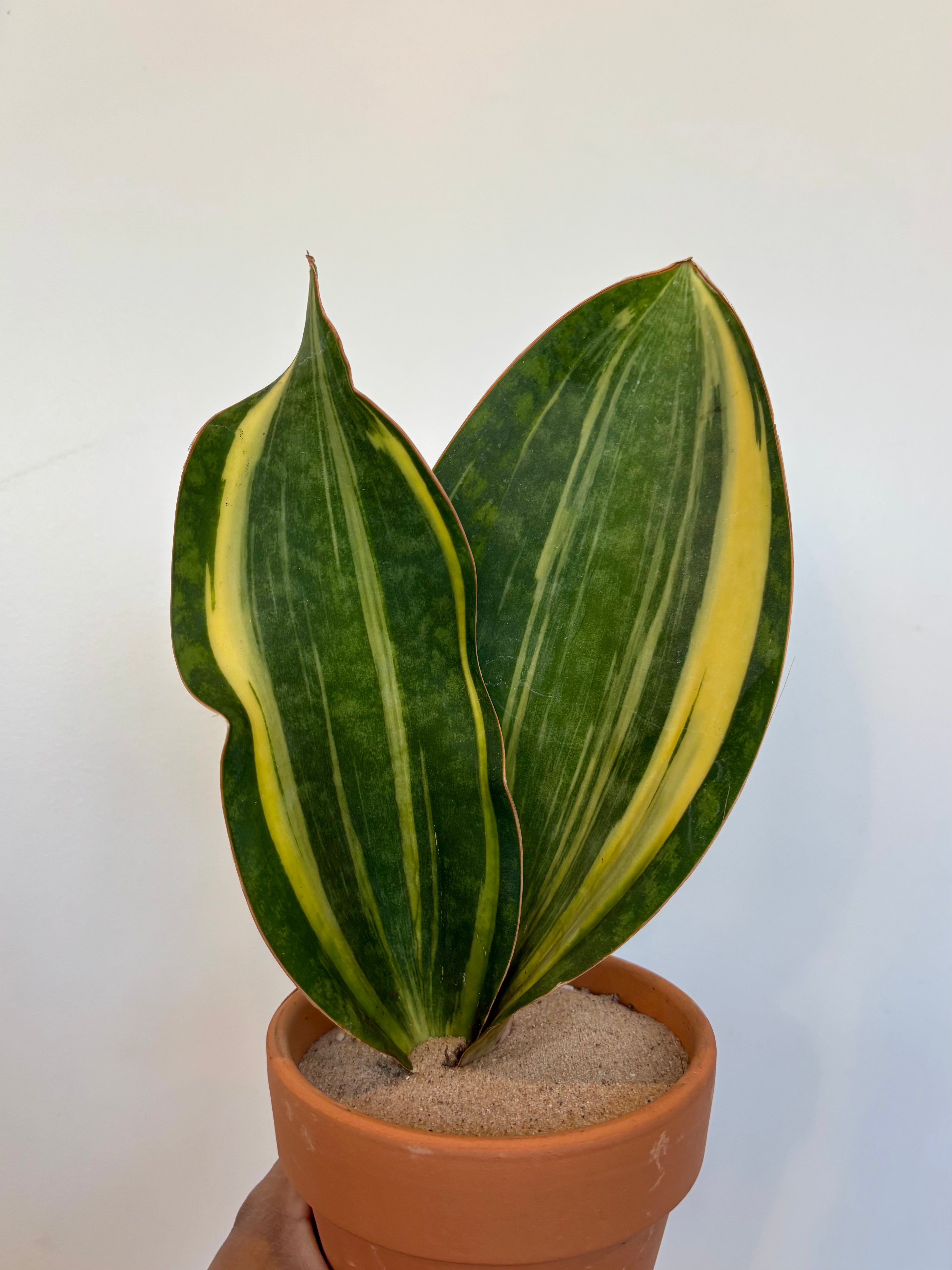 Variegated Whale Fin Snake Plant