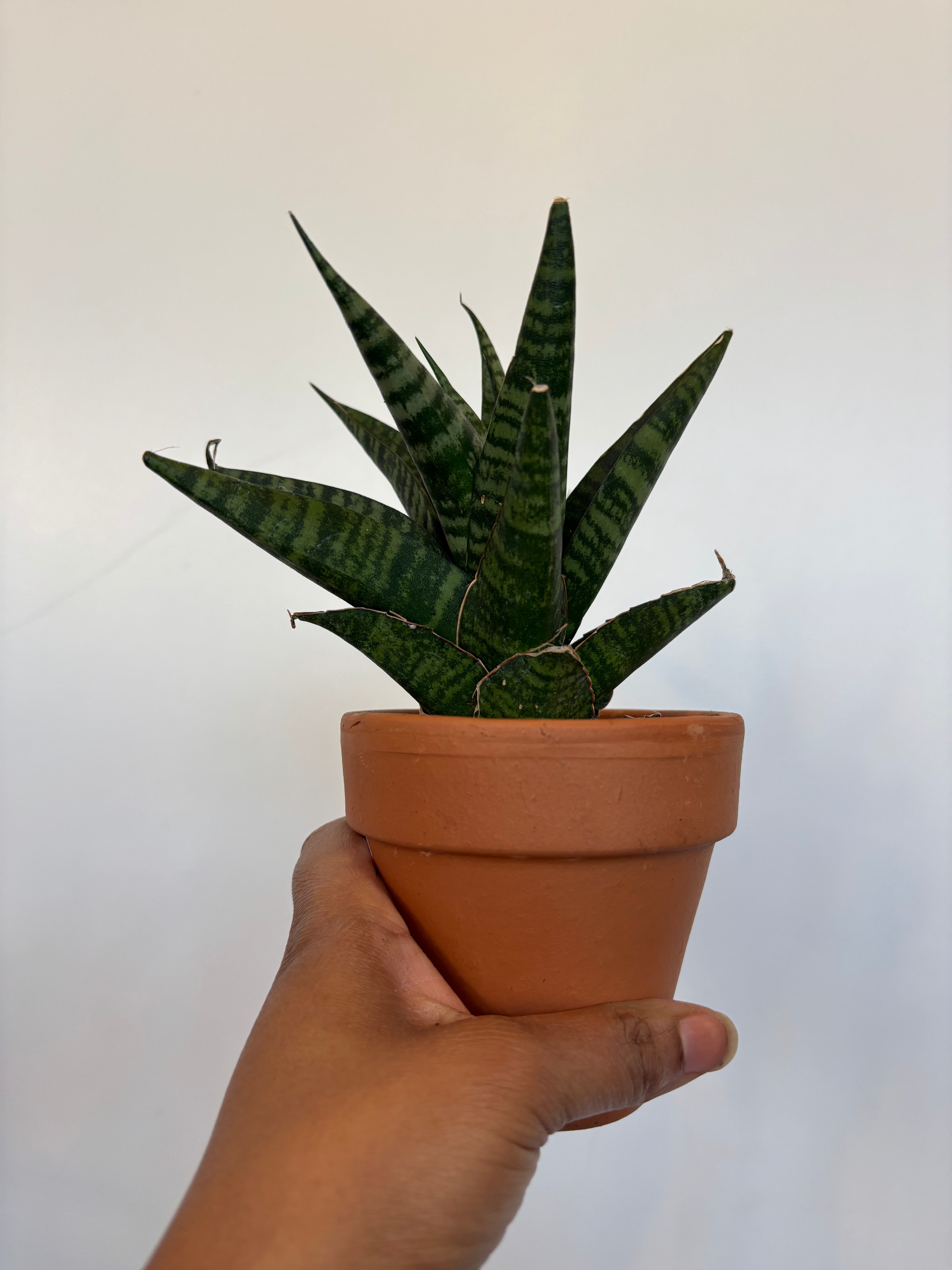 Sansevieria Indo Hybrid