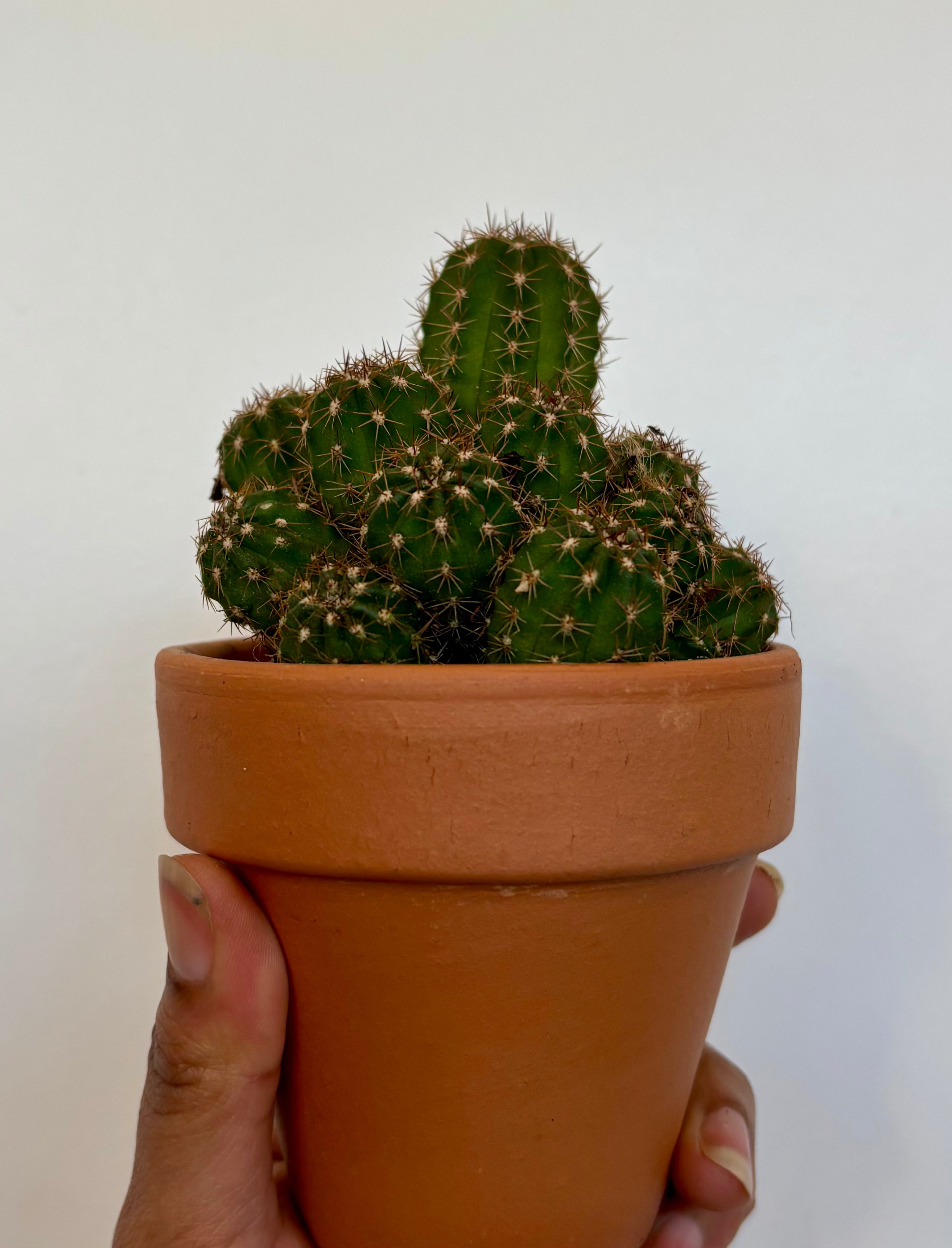 Echinopsis Chamaecereus, Peanut Cactus