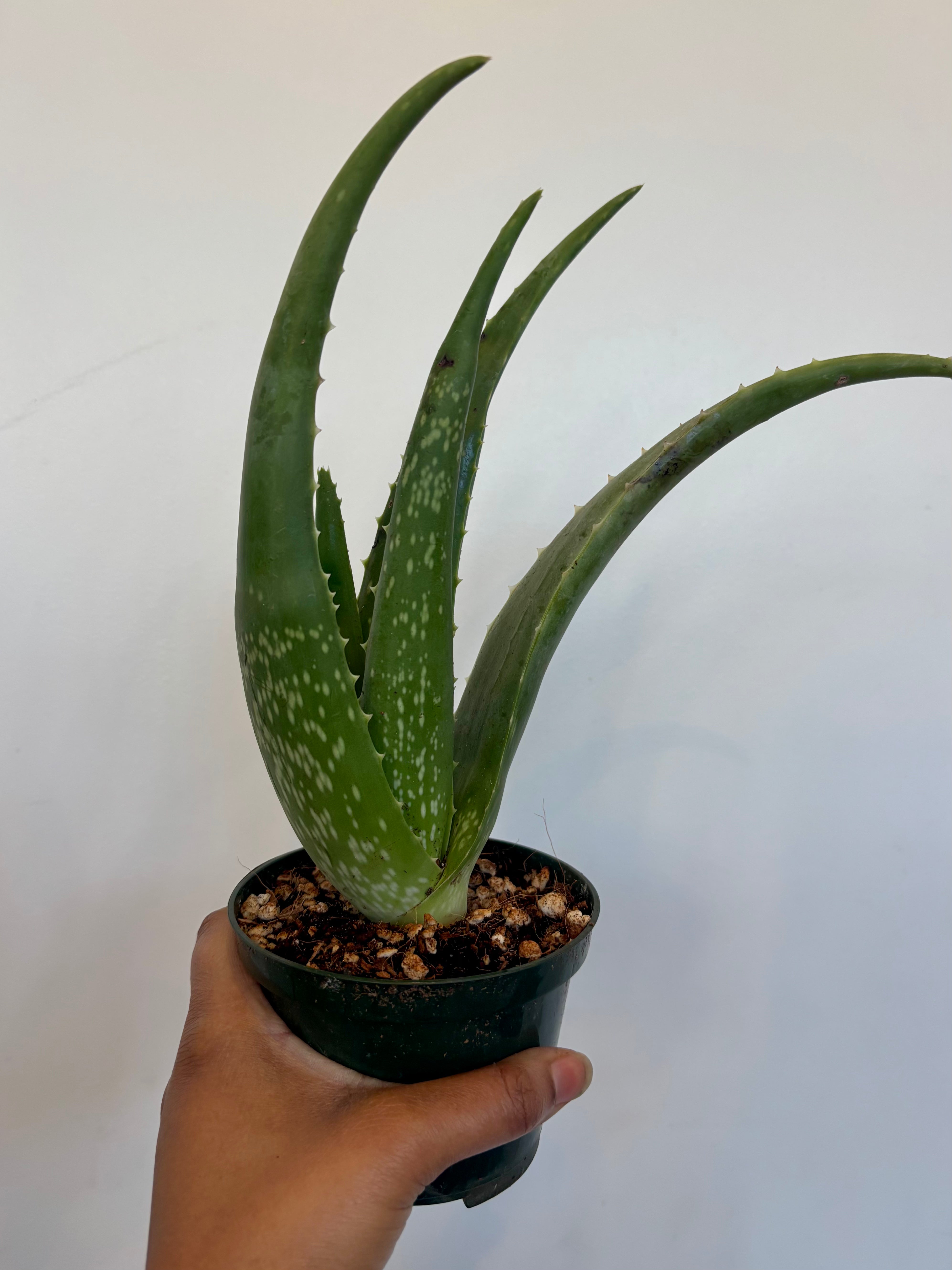 Aloe Vera