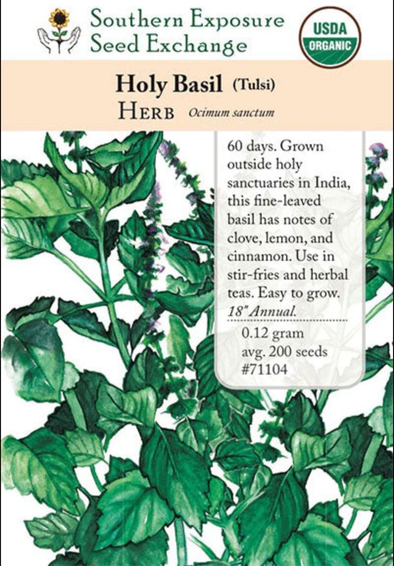 kapoor plant seeds Basil, Kapoor (Holy) Seeds