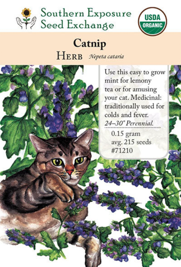 Catnip