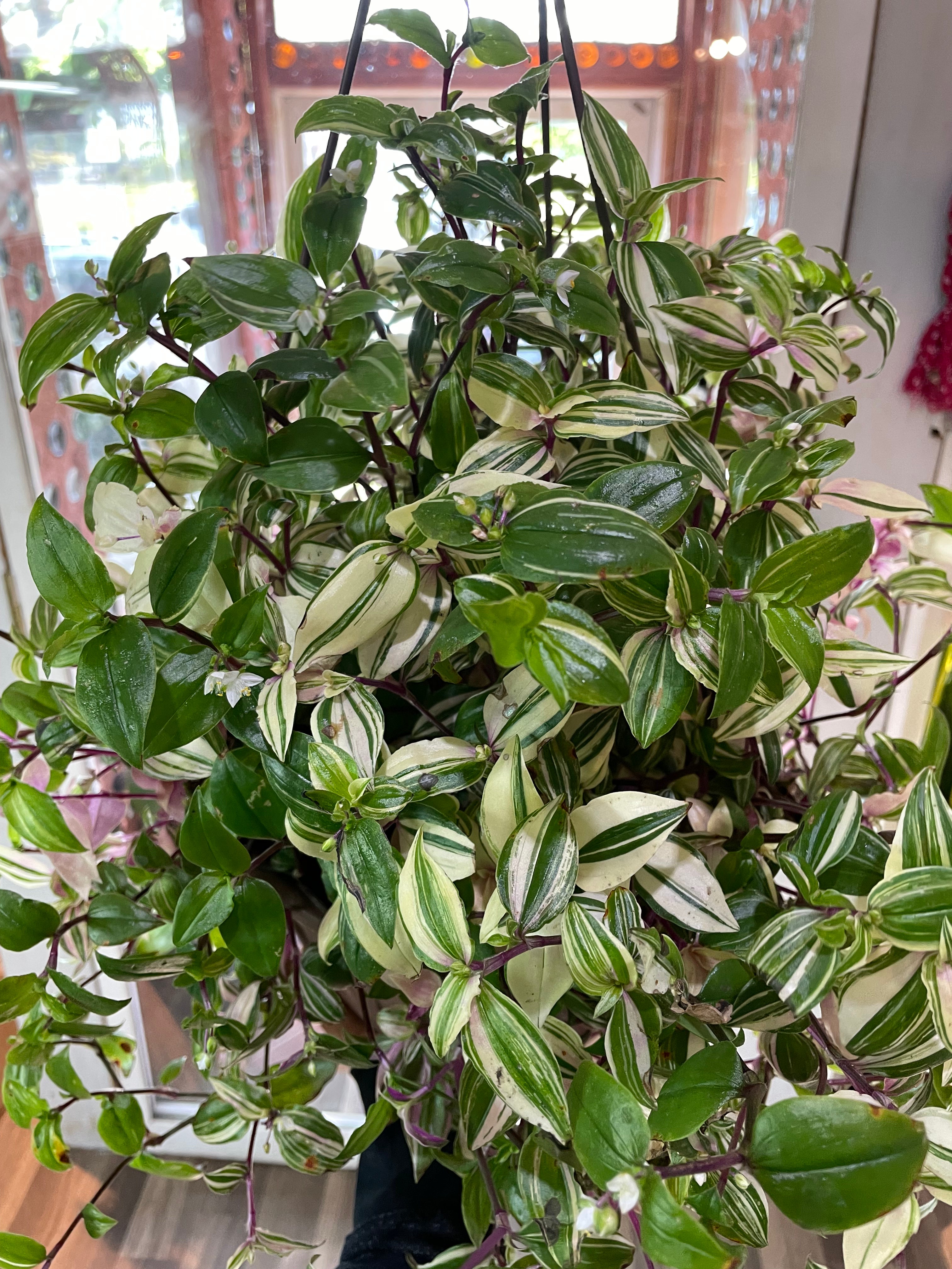 Tradescantia Mundula Variegata Tricolor