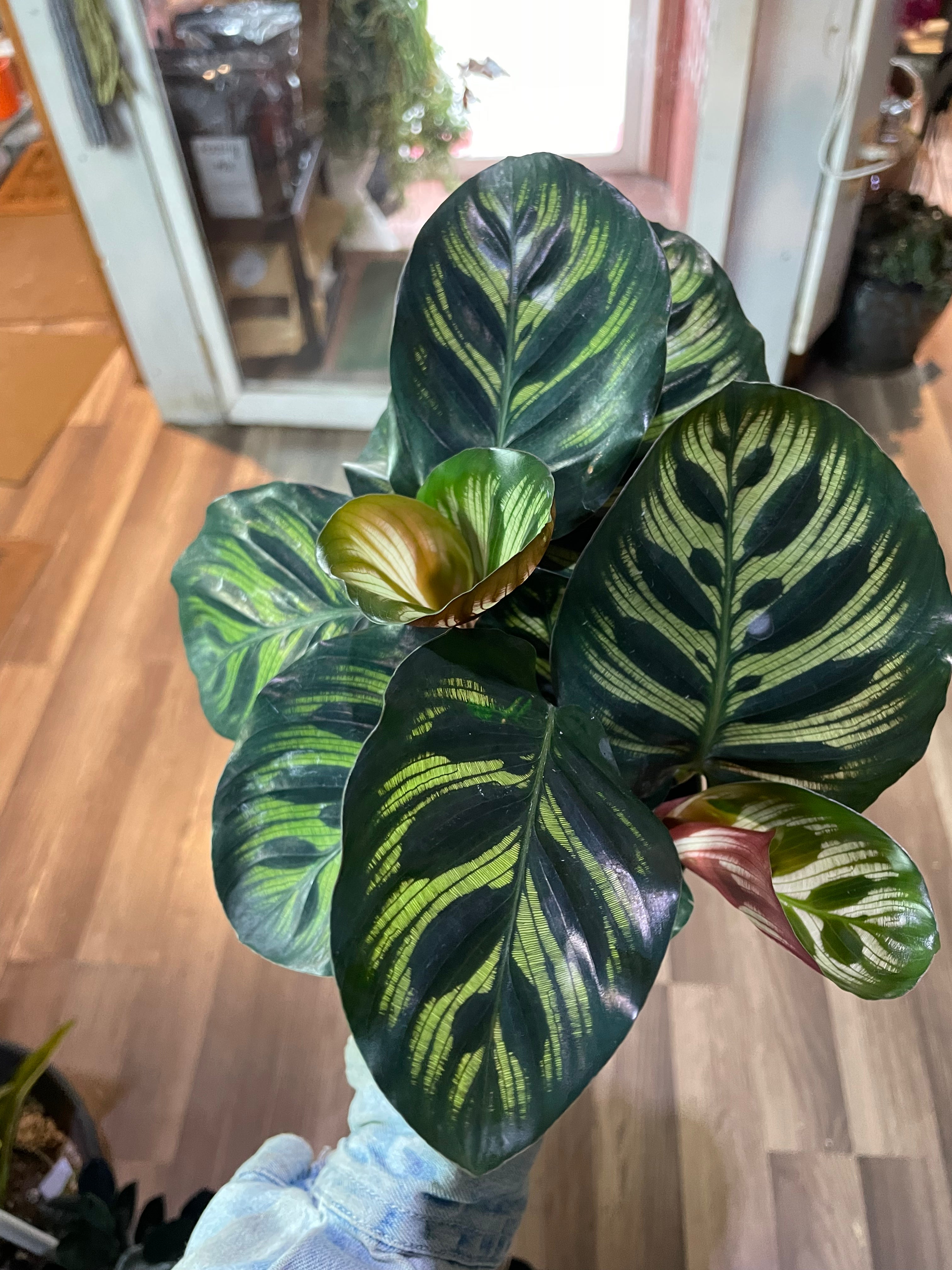 Calathea Makoyana, Peacock Calathea