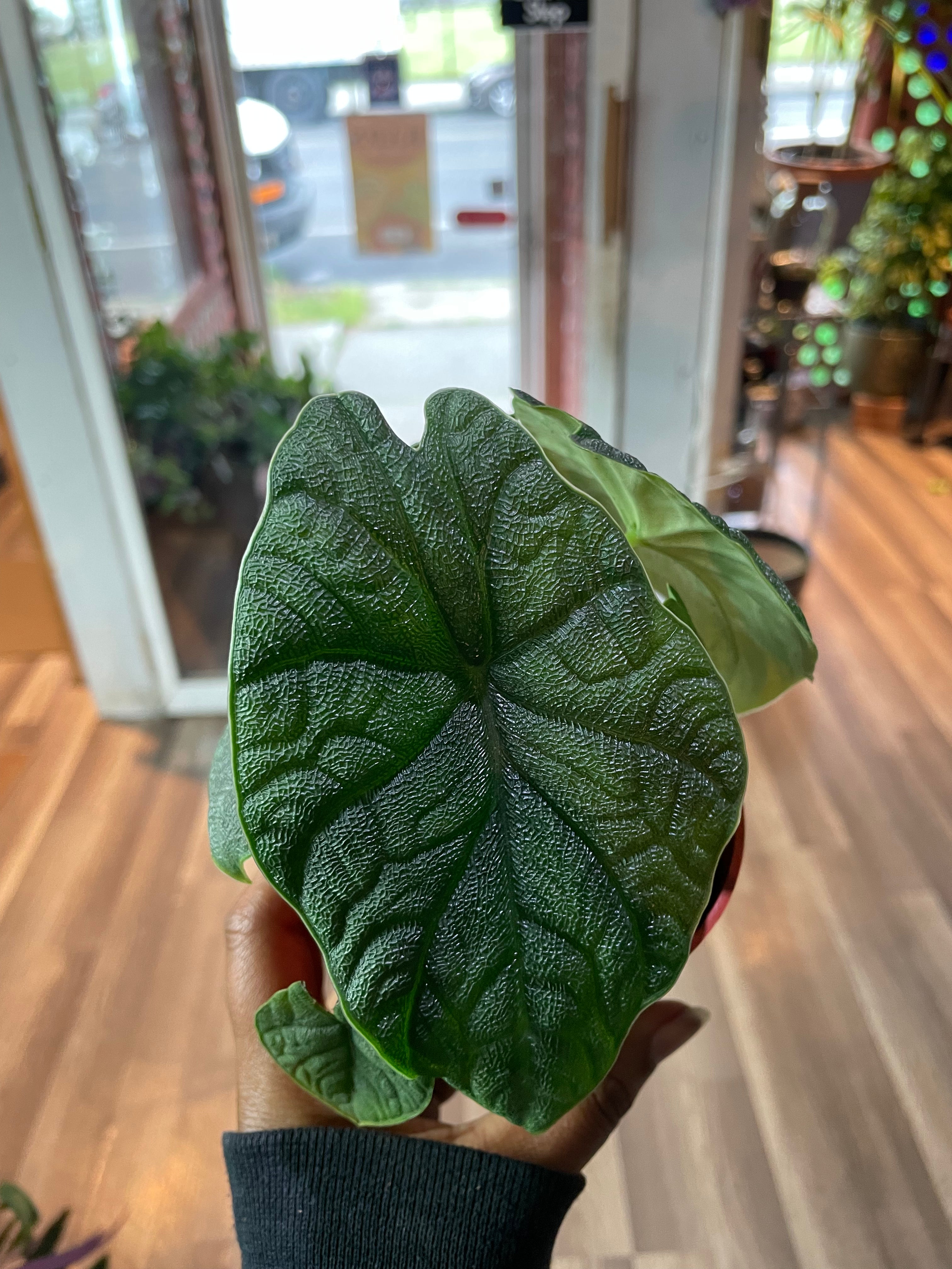 Alocasia Maharani