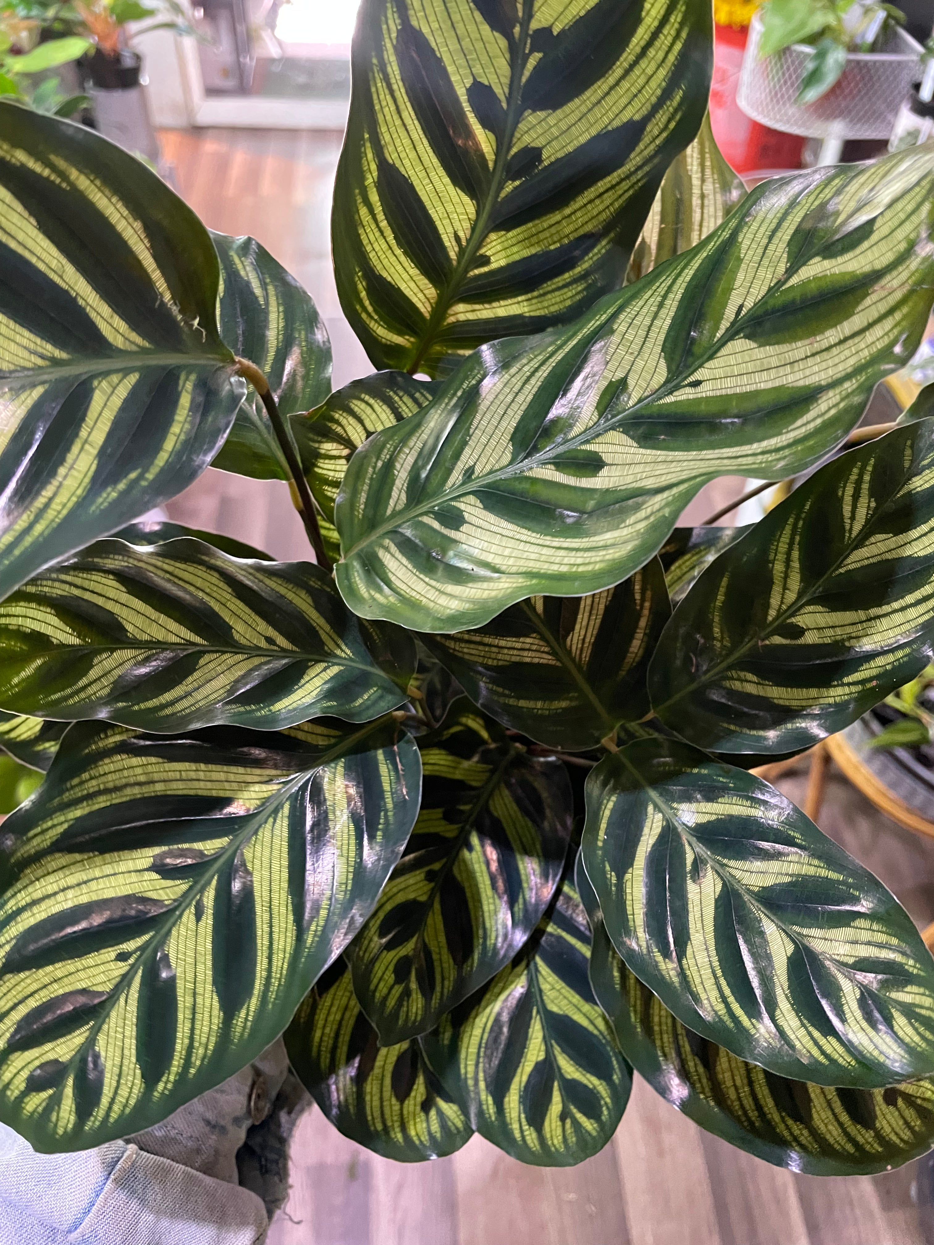Calathea Makoyana, Peacock Calathea