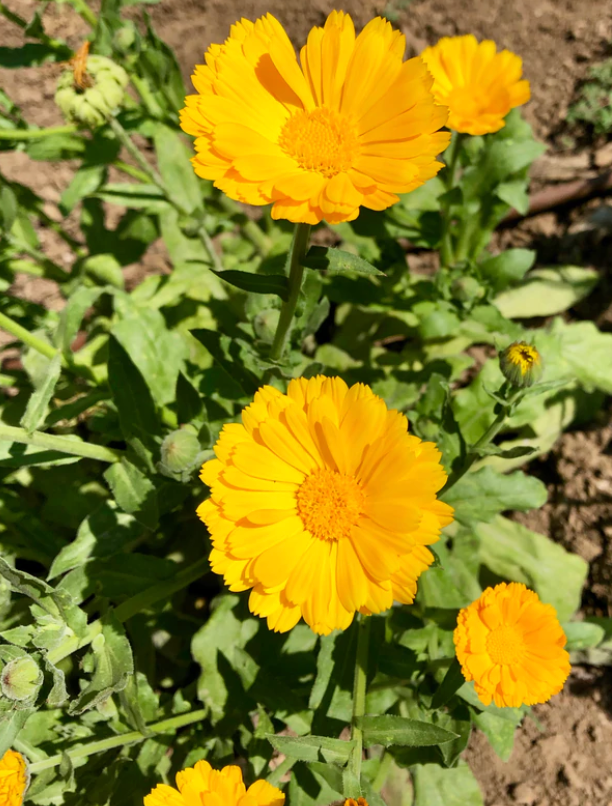 Resina Calendula Seeds