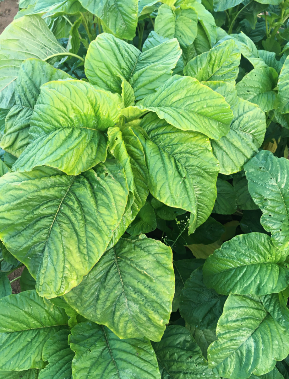 Callaloo Amaranth Greens Seeds