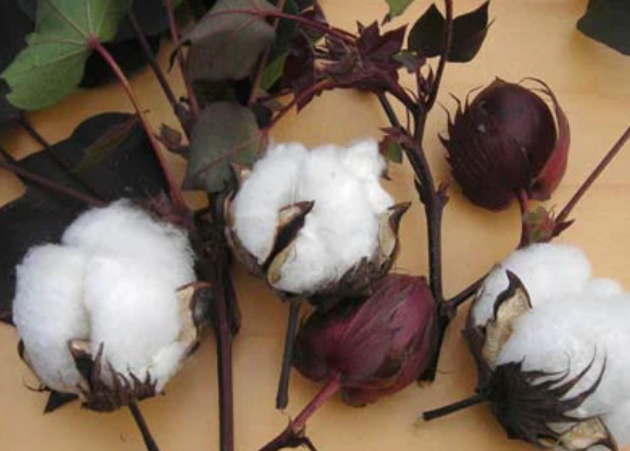 Red Foliated White Cotton Seeds