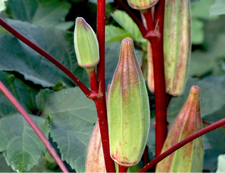 Hill Country Heirloom Red Okra
