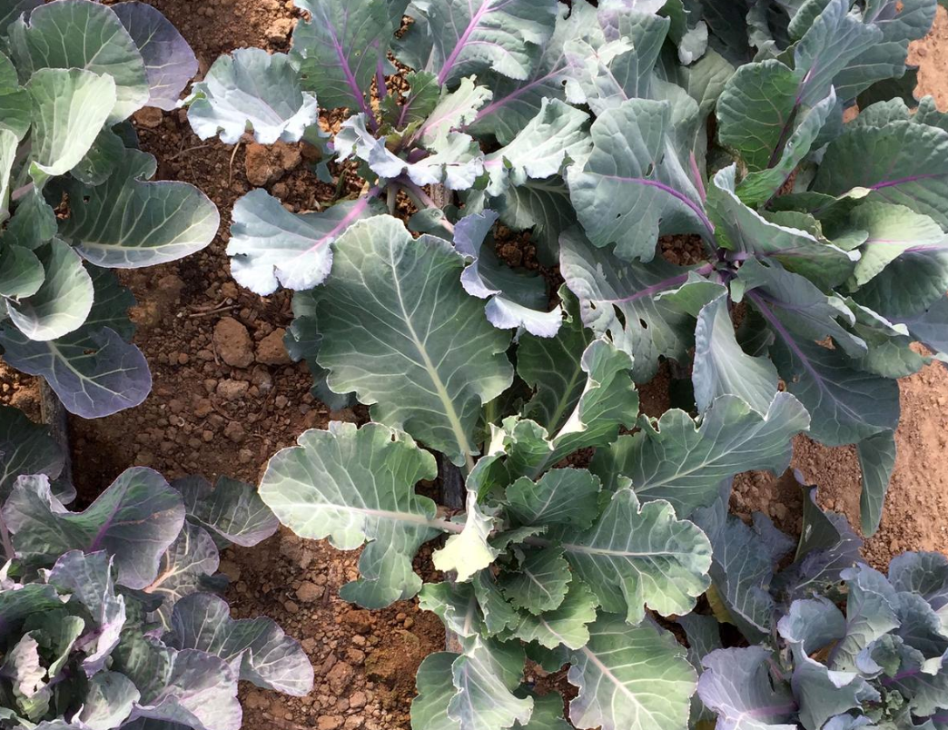 Alabama Blue Collard Seed