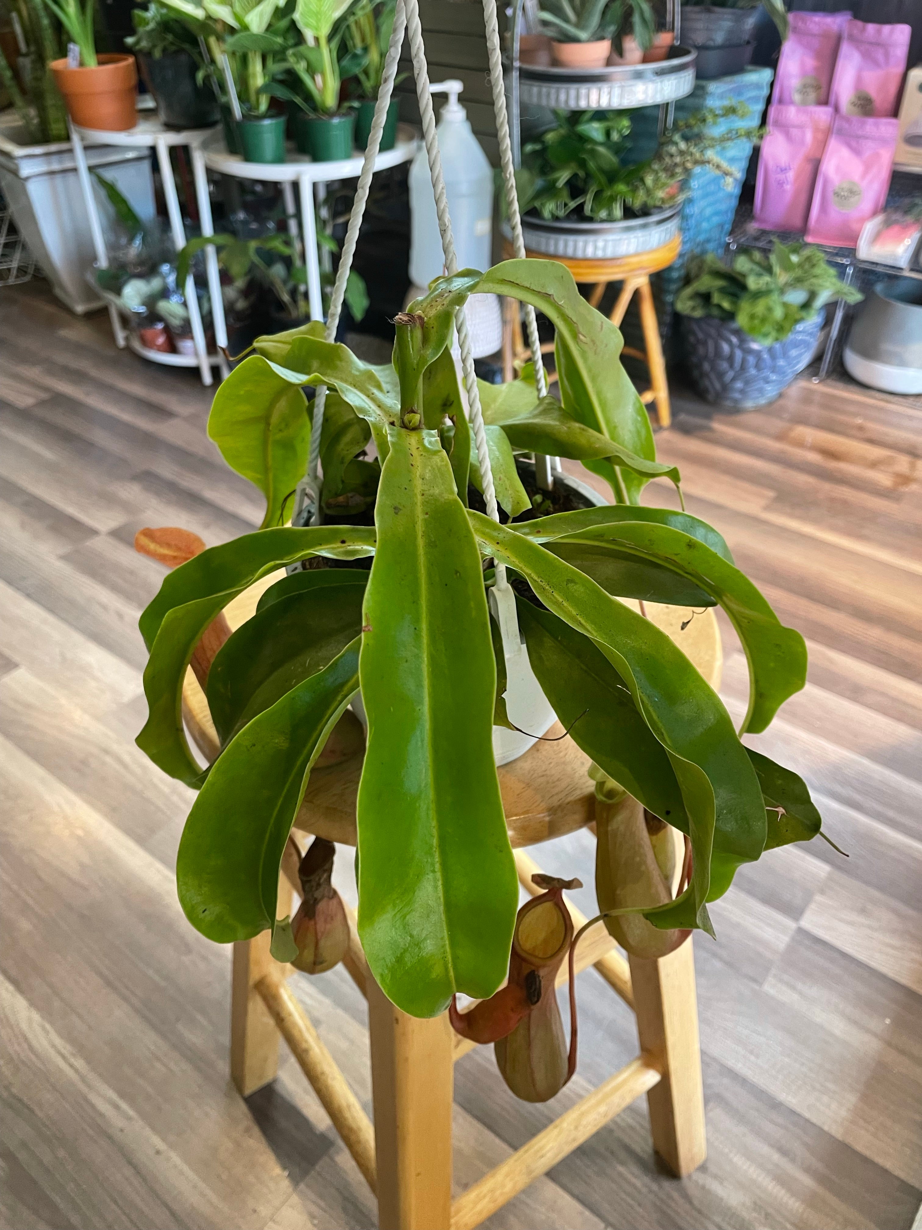 Pitcher Plant