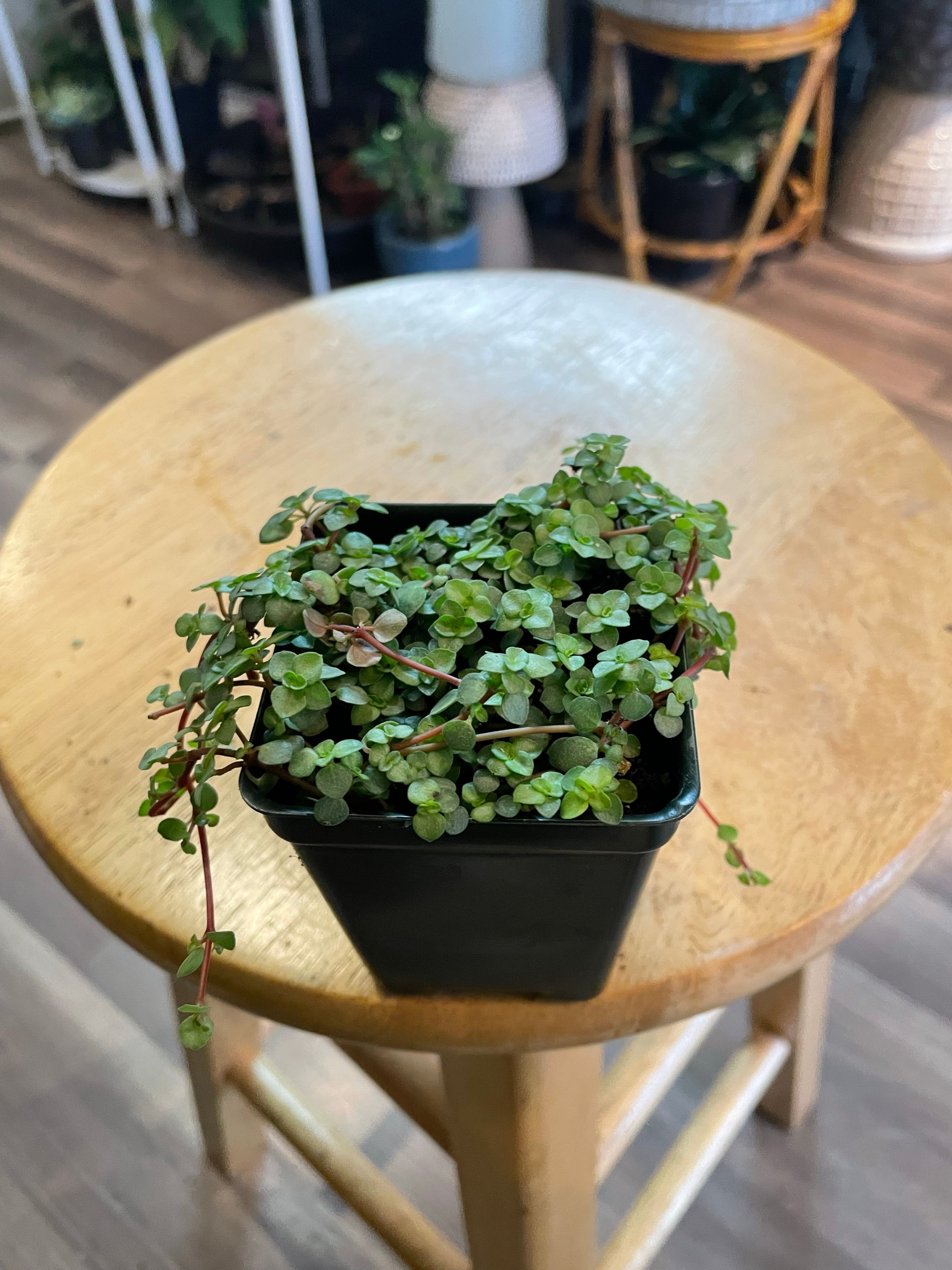 Gray baby tears, Pilea libanensis