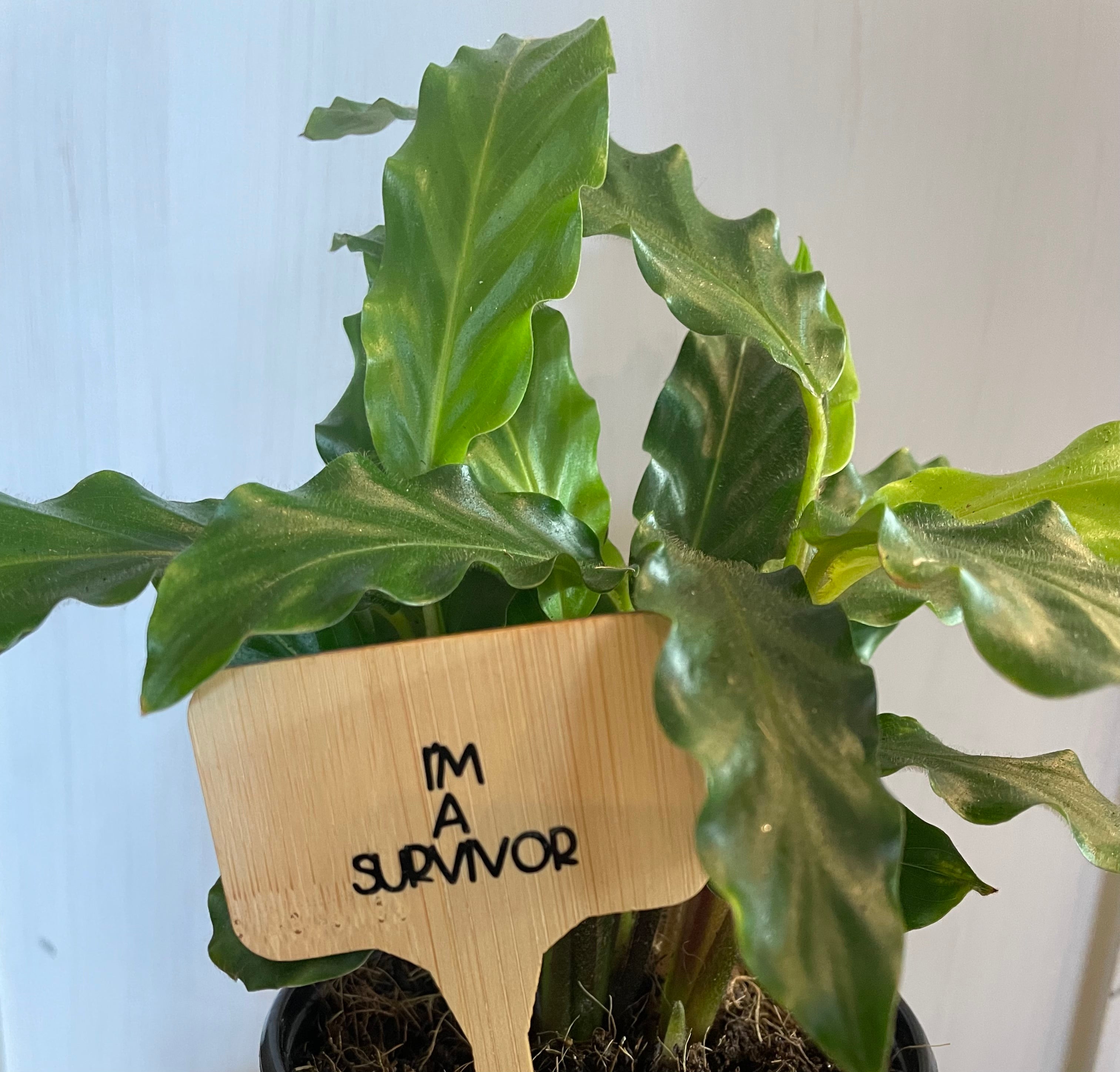 Wise words plant tags