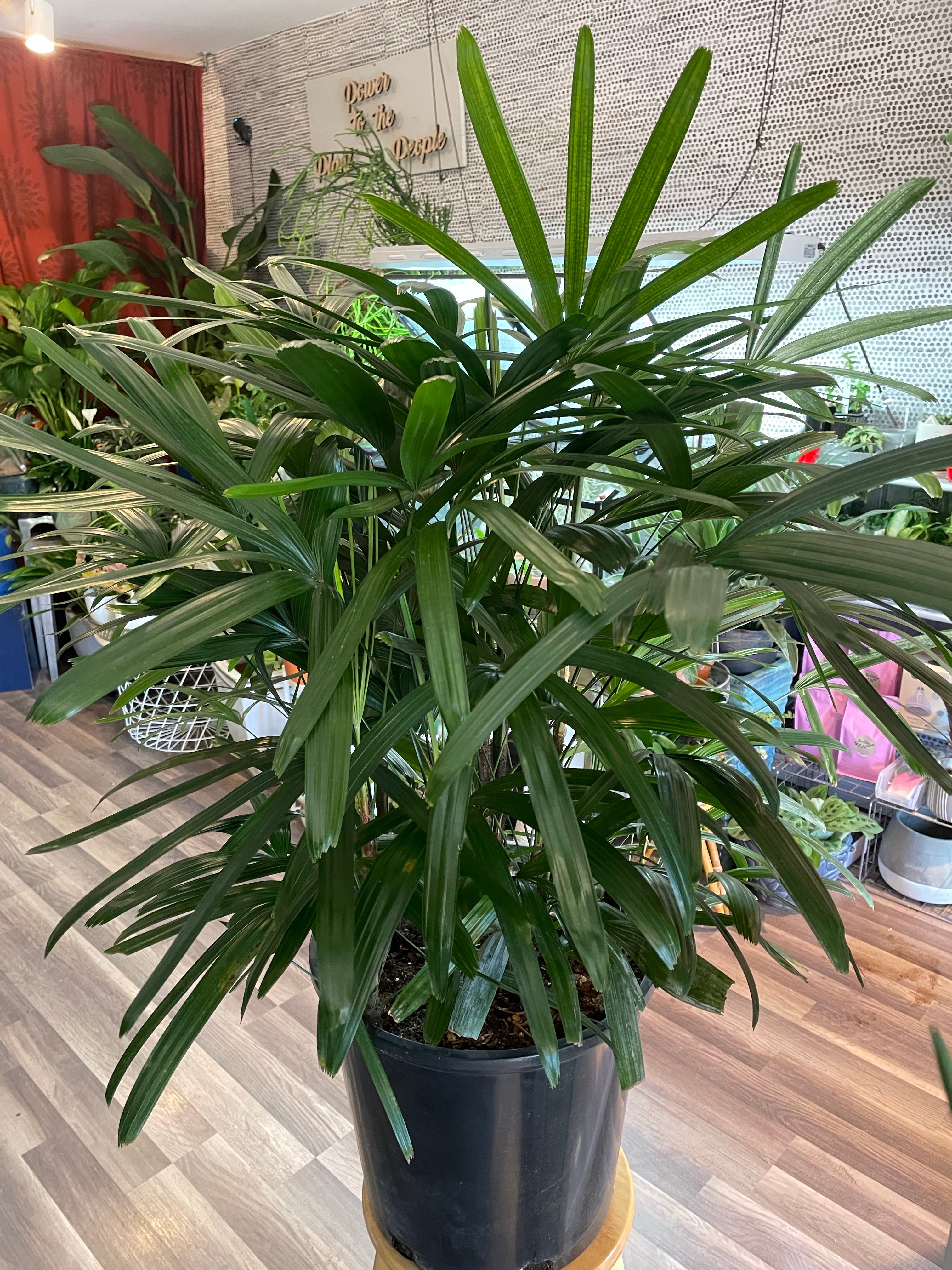Rhapis Excelsa Bush, Lady Palm