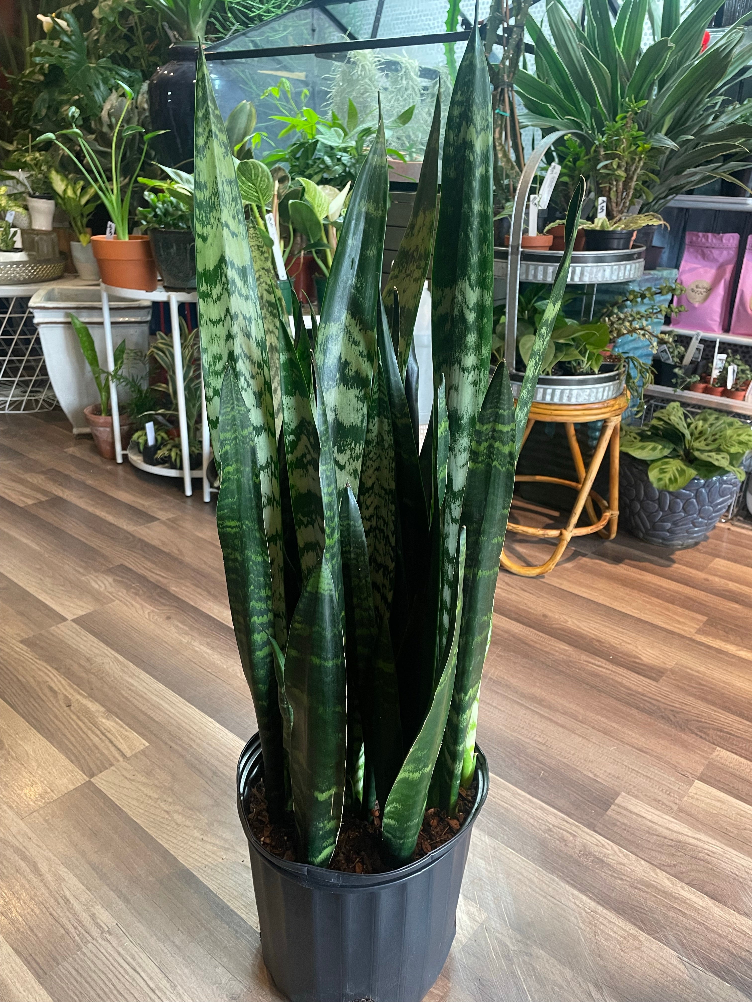 Sansevieria Black Coral