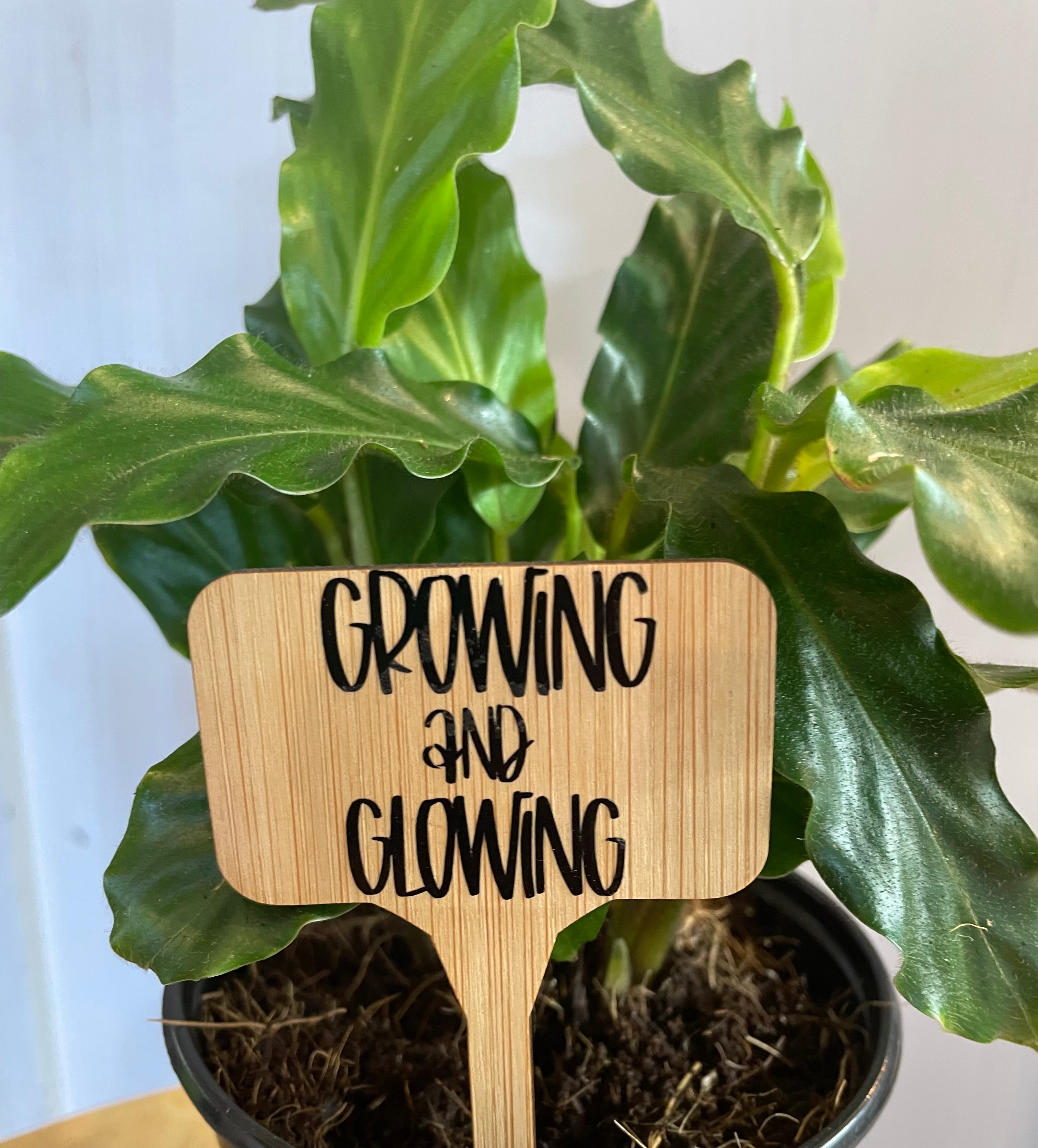 Wise words plant tags