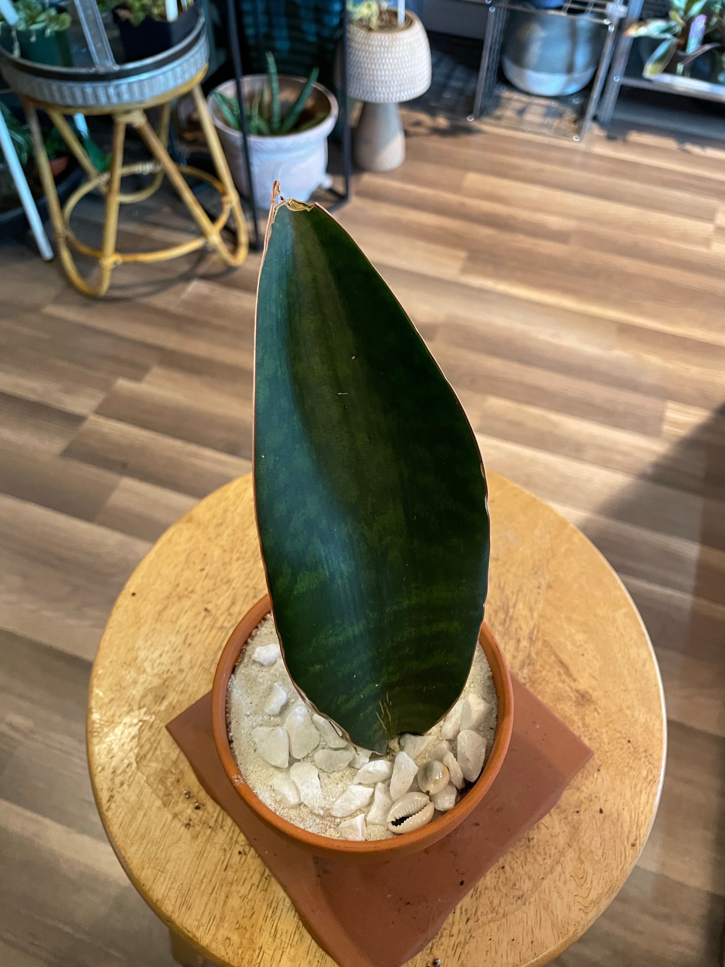 Whale Fin Snake Plant