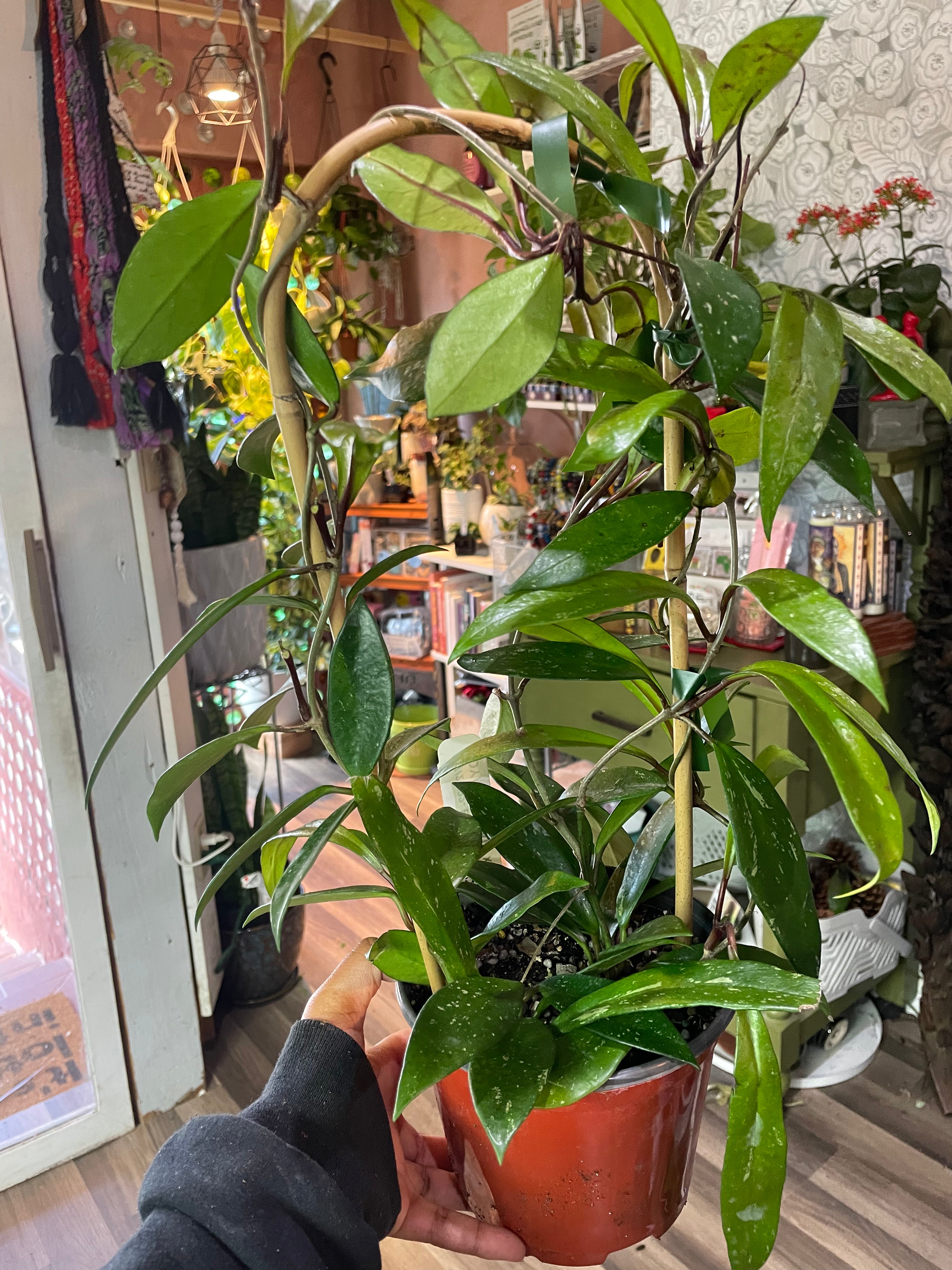 Hoya Pubicalyx